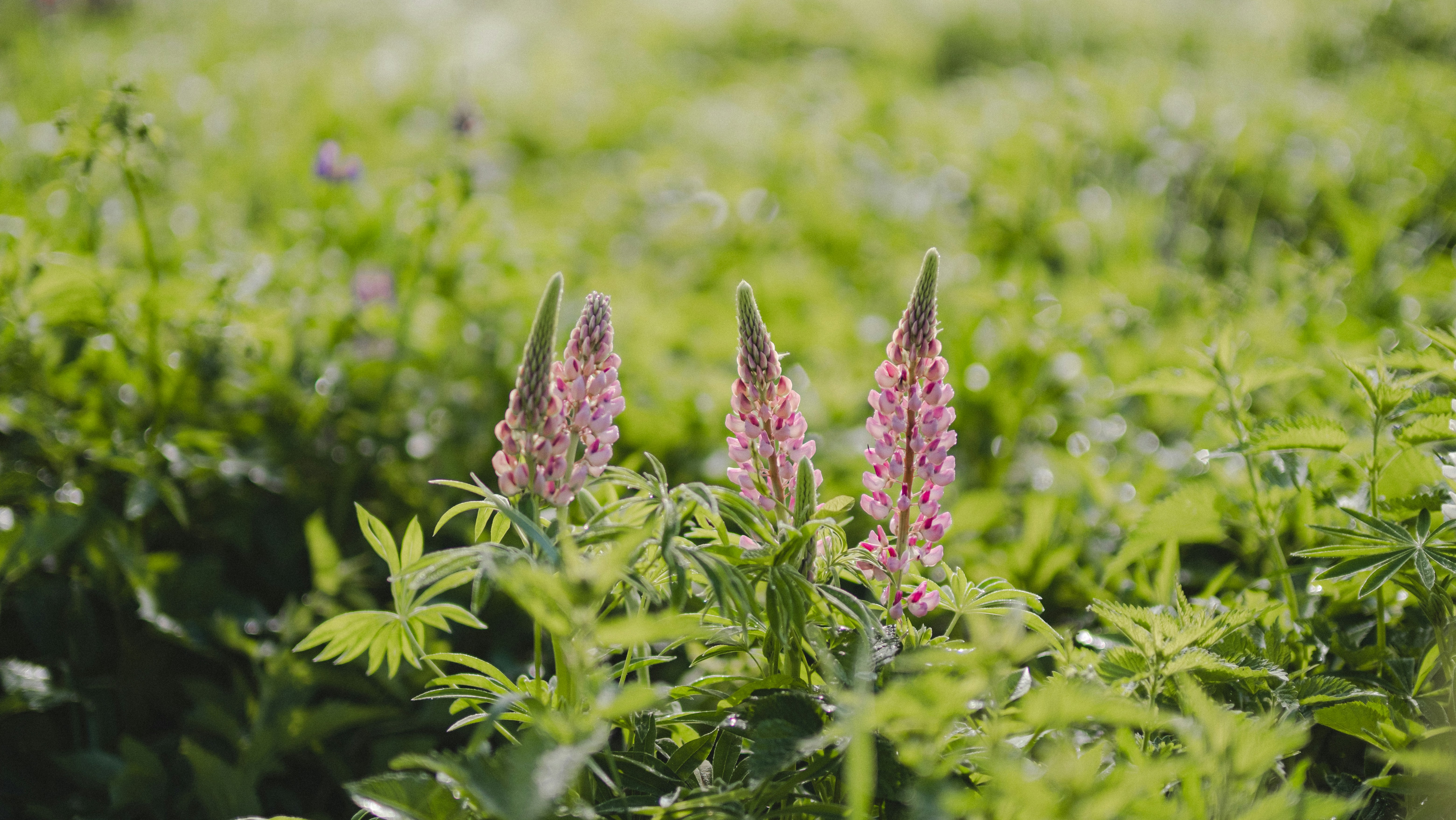 some pink flowers in a field of green grass