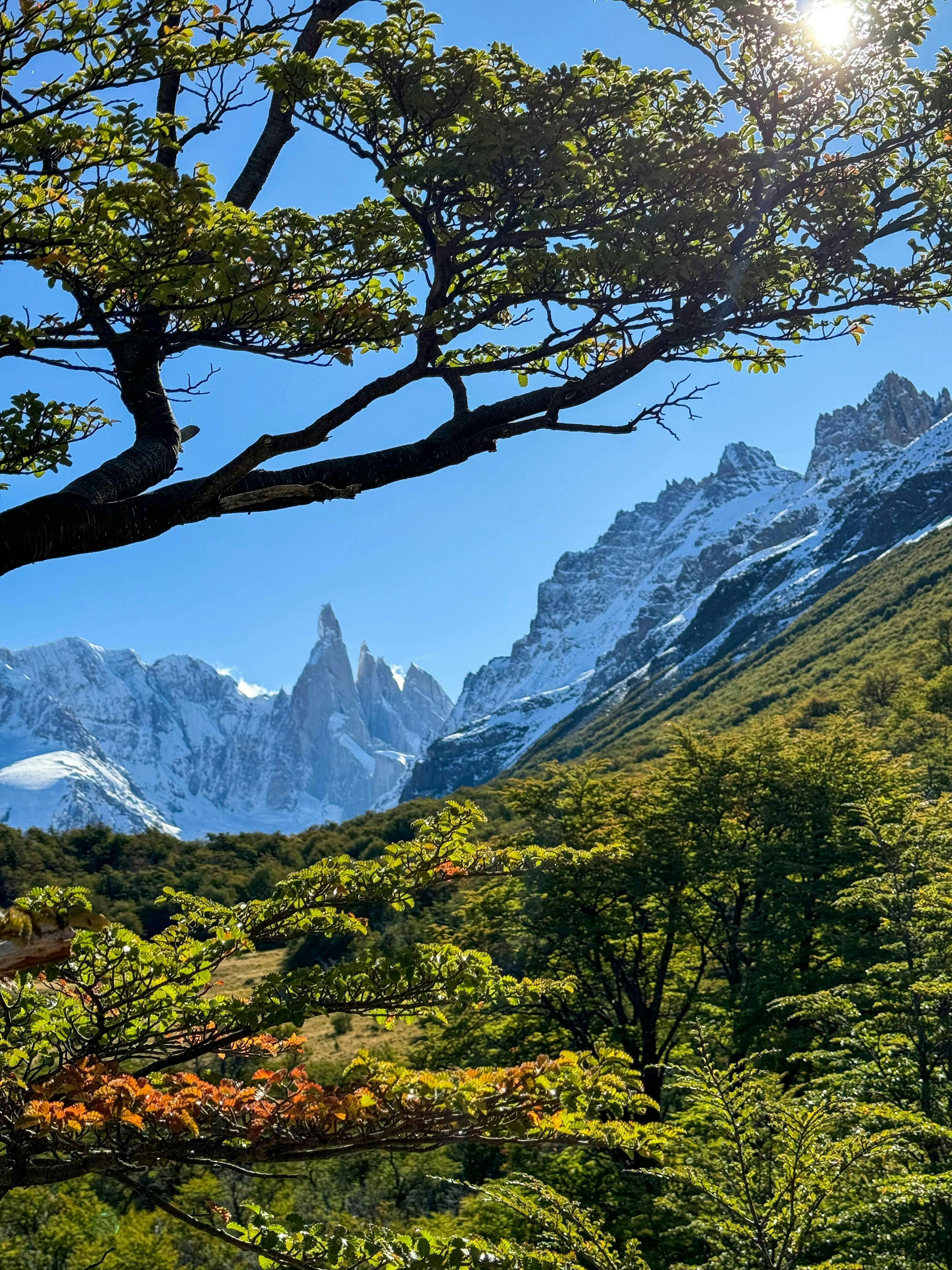 a view of a mountain range with trees in the foreground