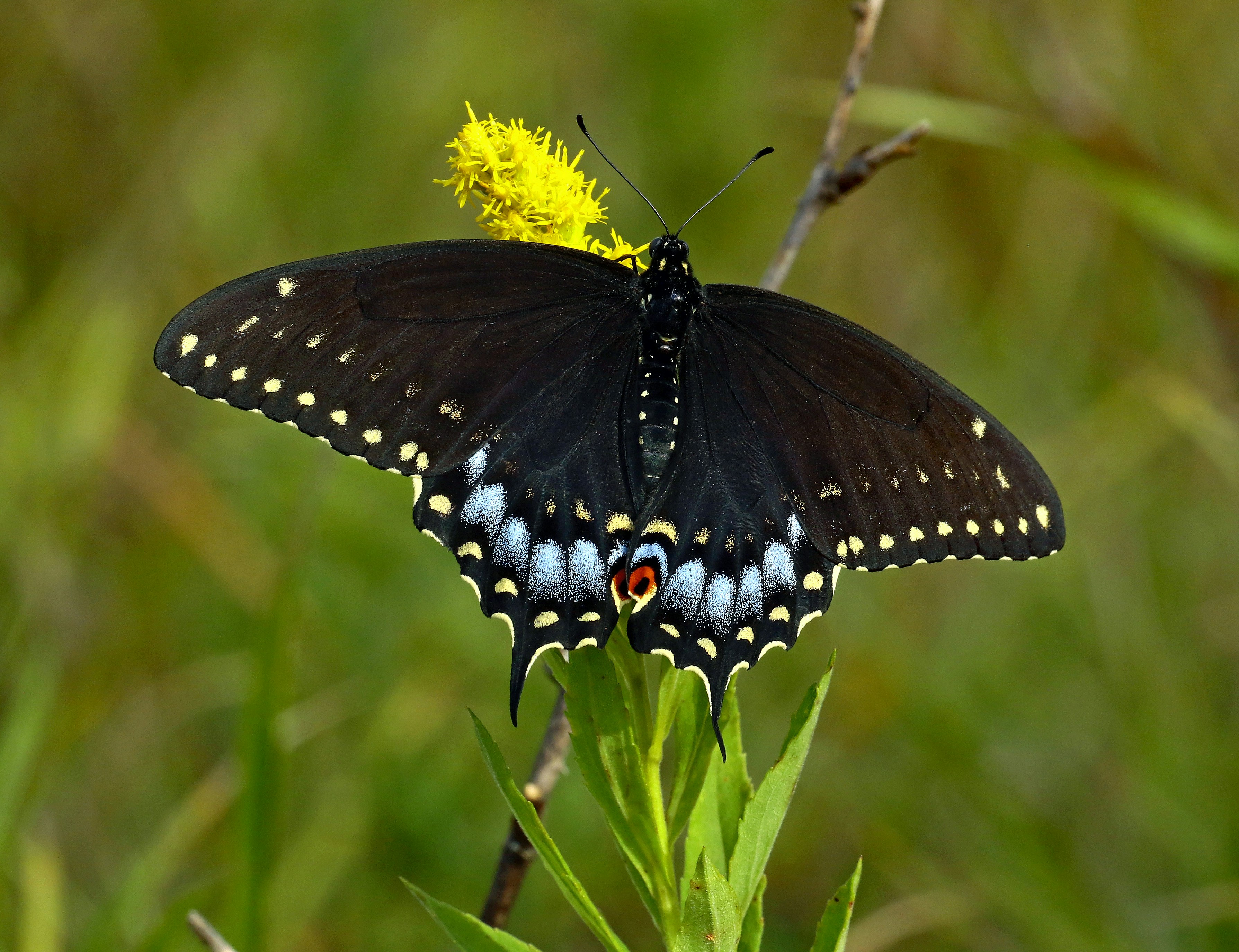 Photo by telliottmbamsc