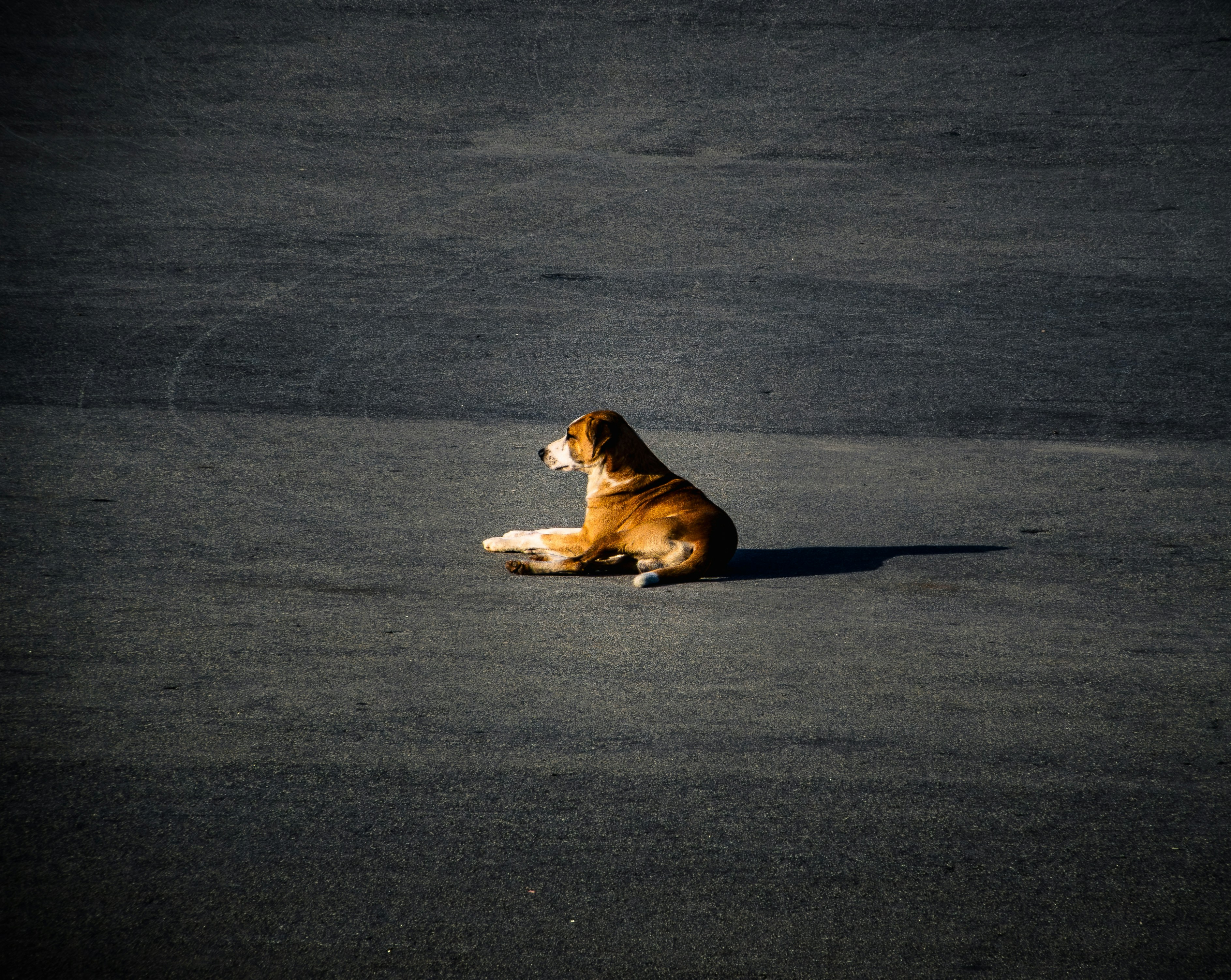 Small dog sitting in the middle of a car park