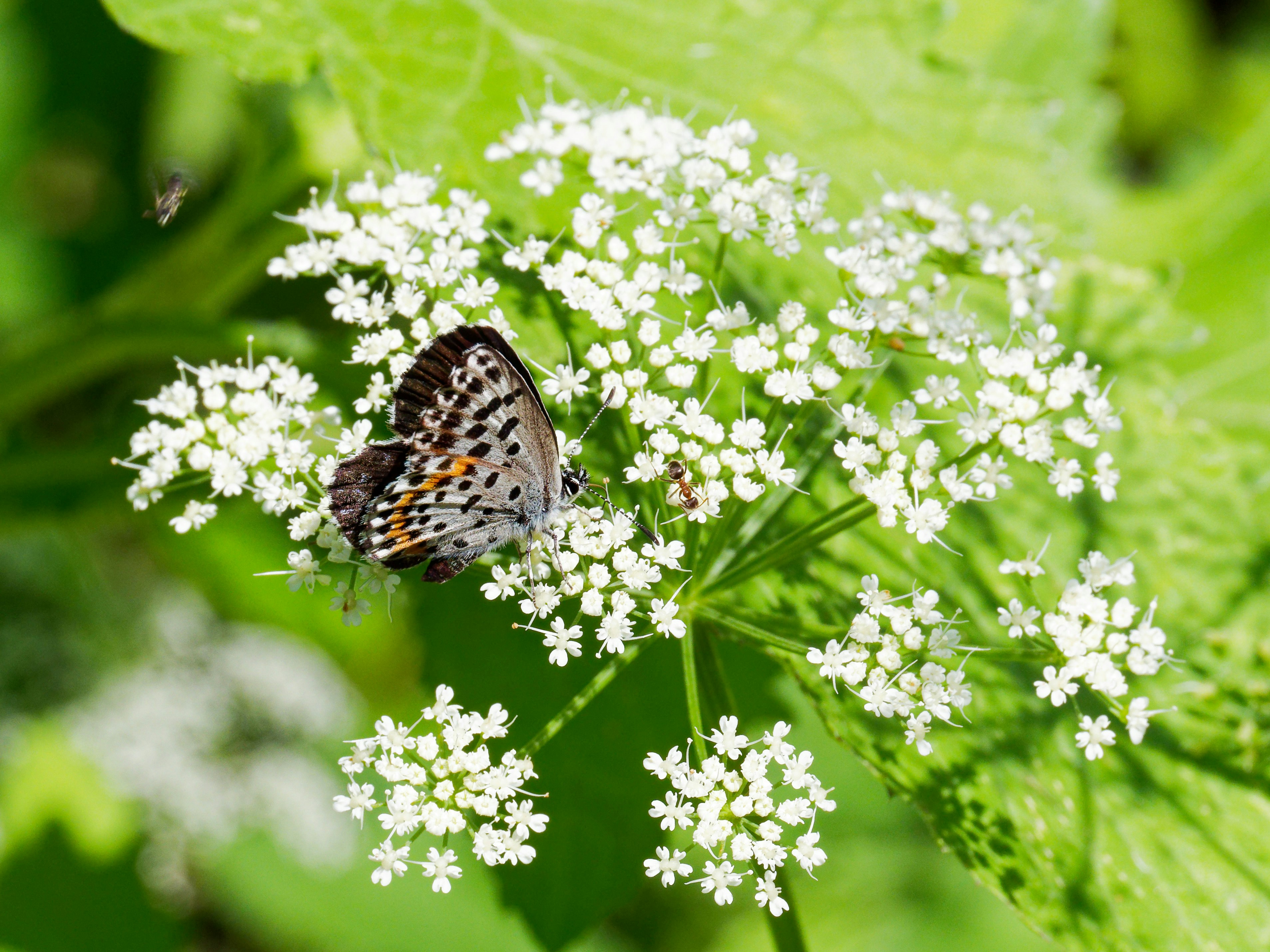 Photo by illes_cristi