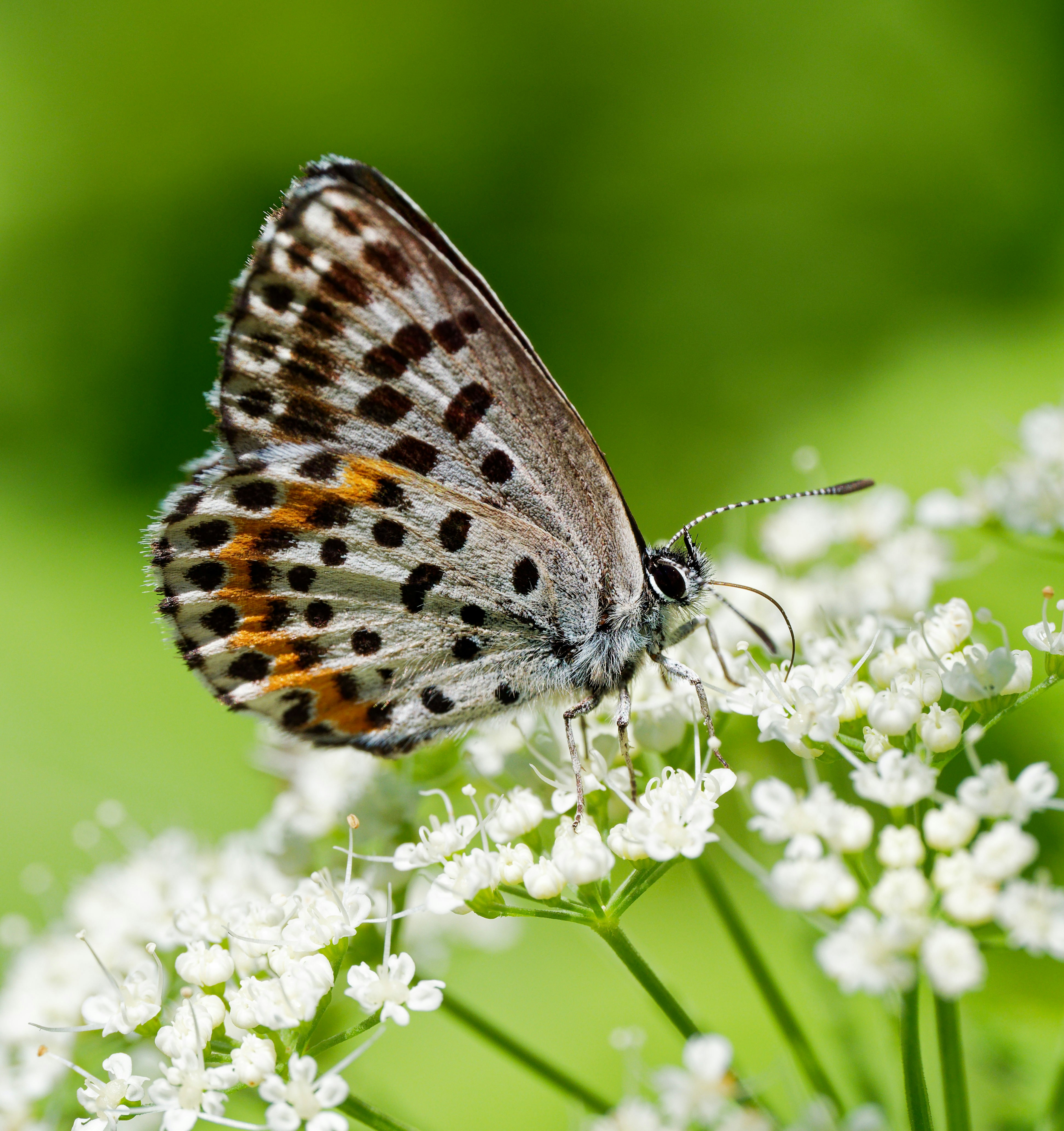 Photo by illes_cristi