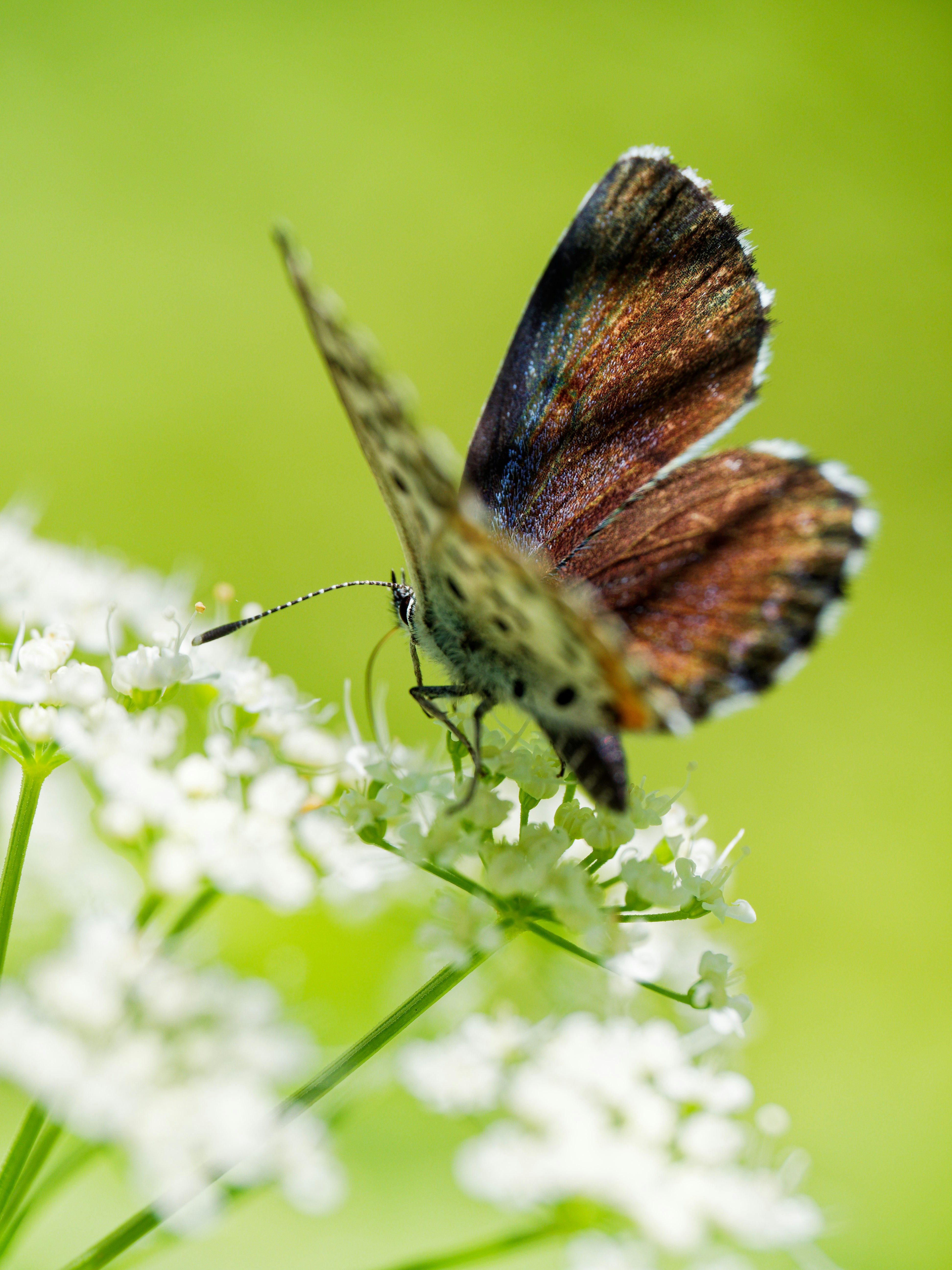 Photo by illes_cristi