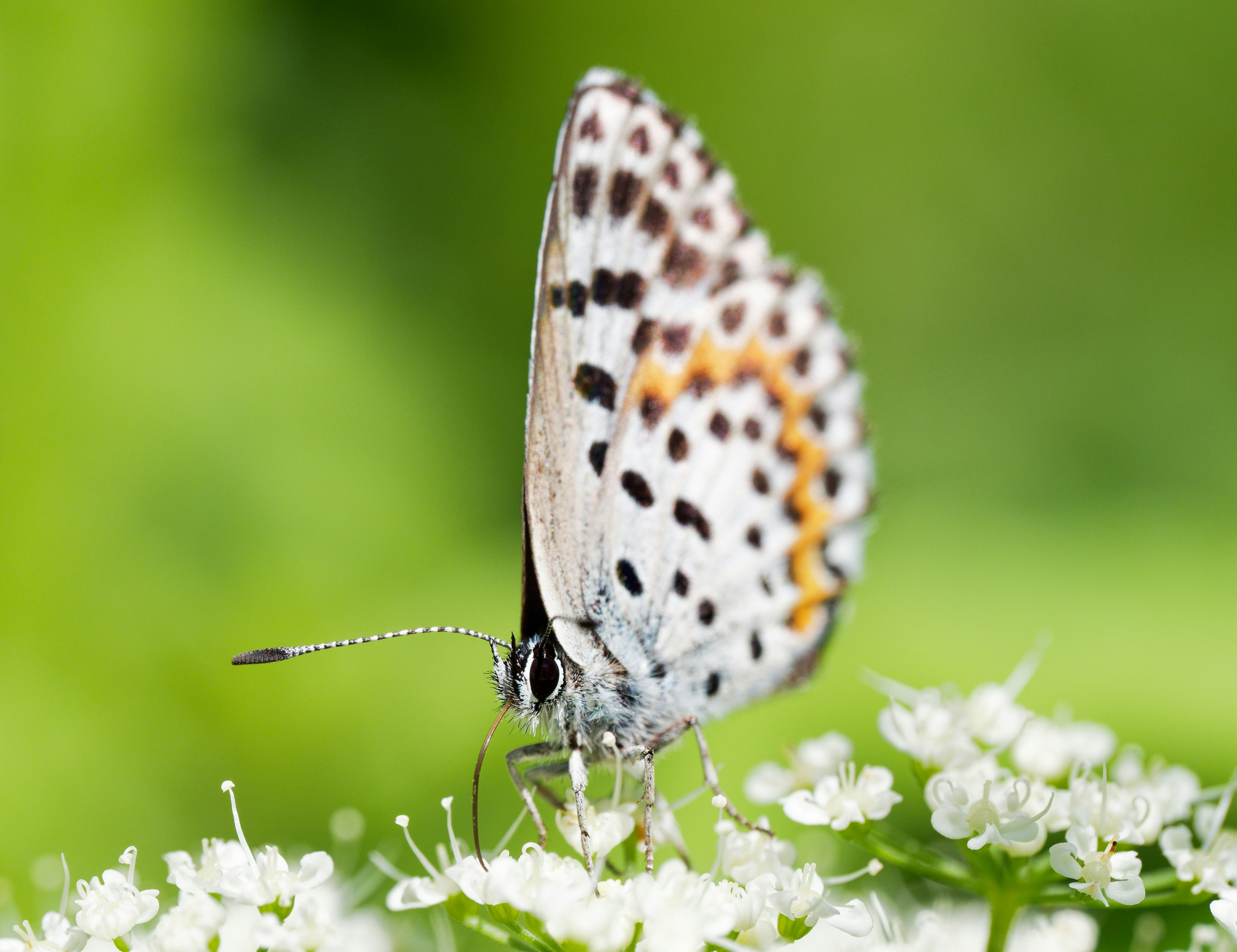 Photo by illes_cristi