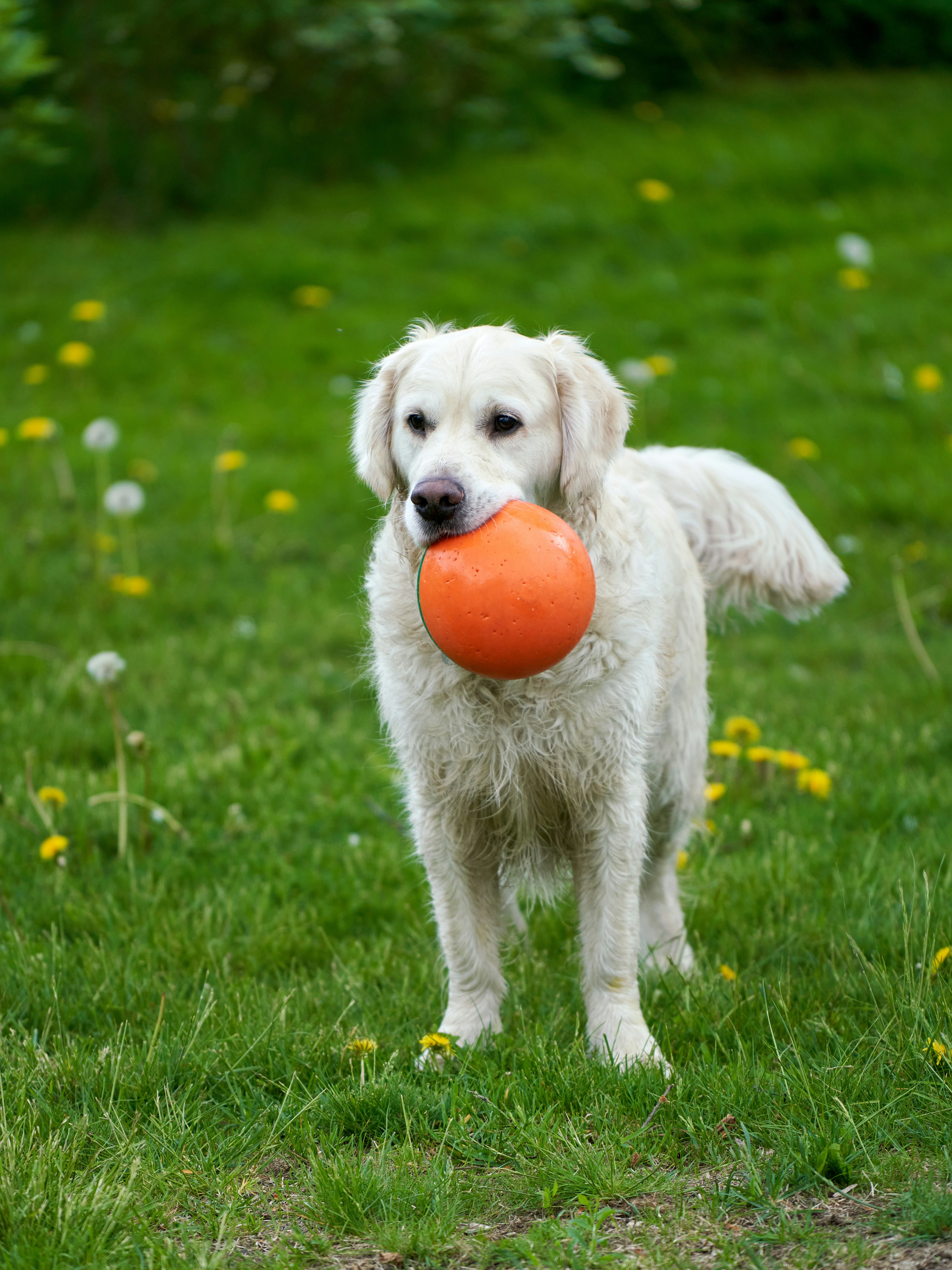 Photo by davotibarna