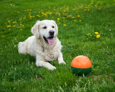 a dog laying in the grass next to a ball