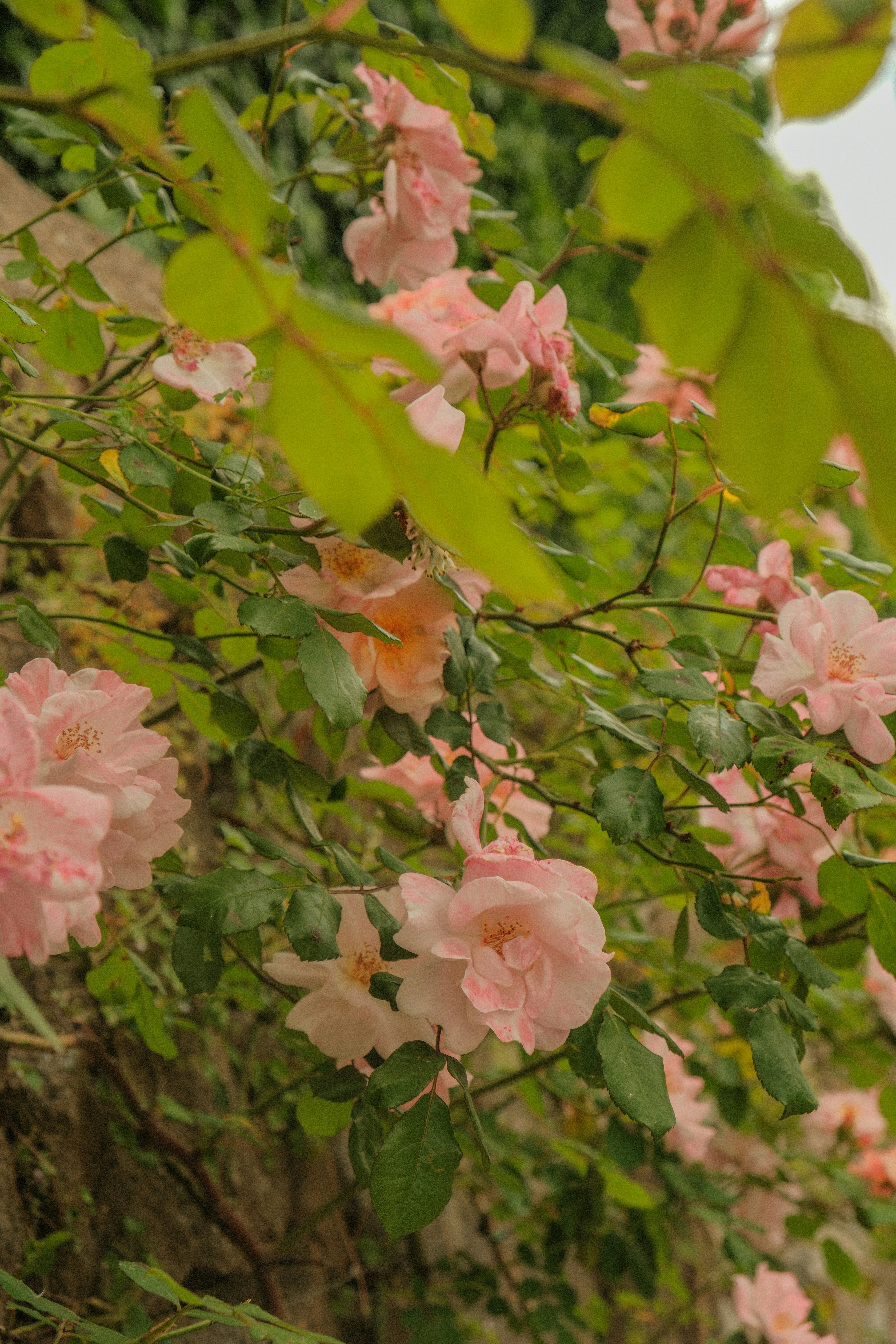 Photo by alexispresa