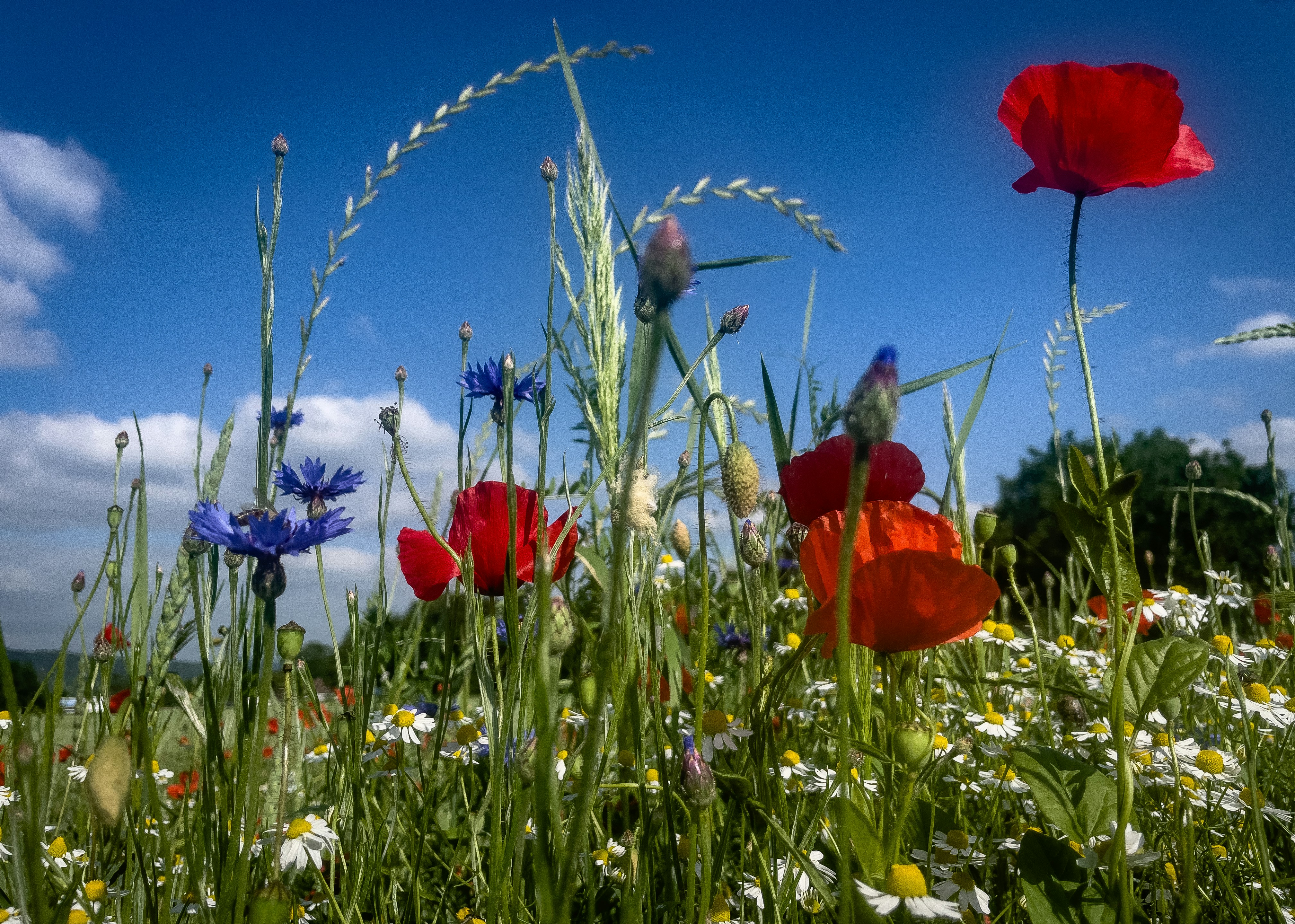 Un campo de flores silvestres y margaritas bajo un cielo azul foto – Imagen  de Primavera gratuita en Unsplash, image size:3000x2141