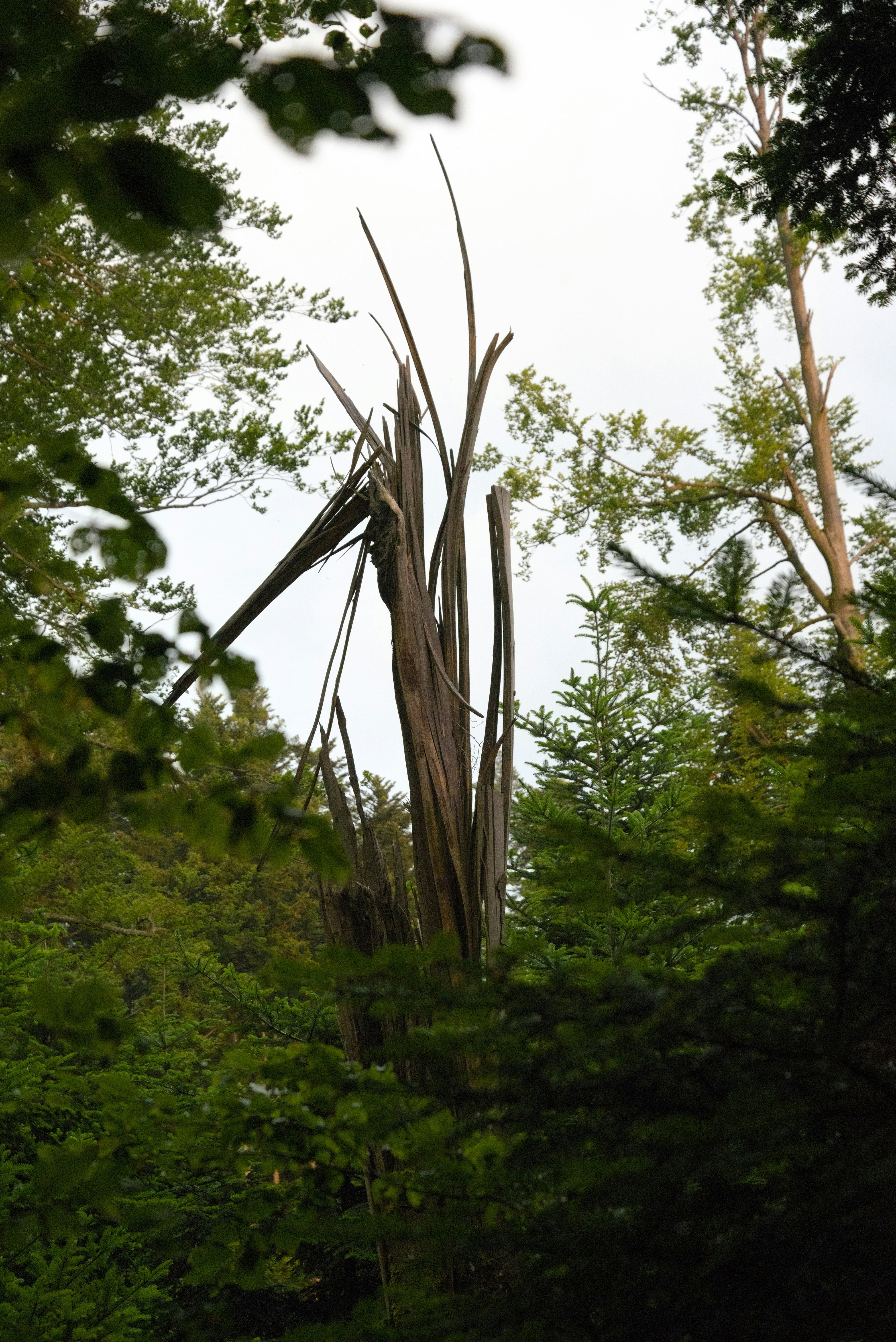 ein hoher Baum mitten im Wald