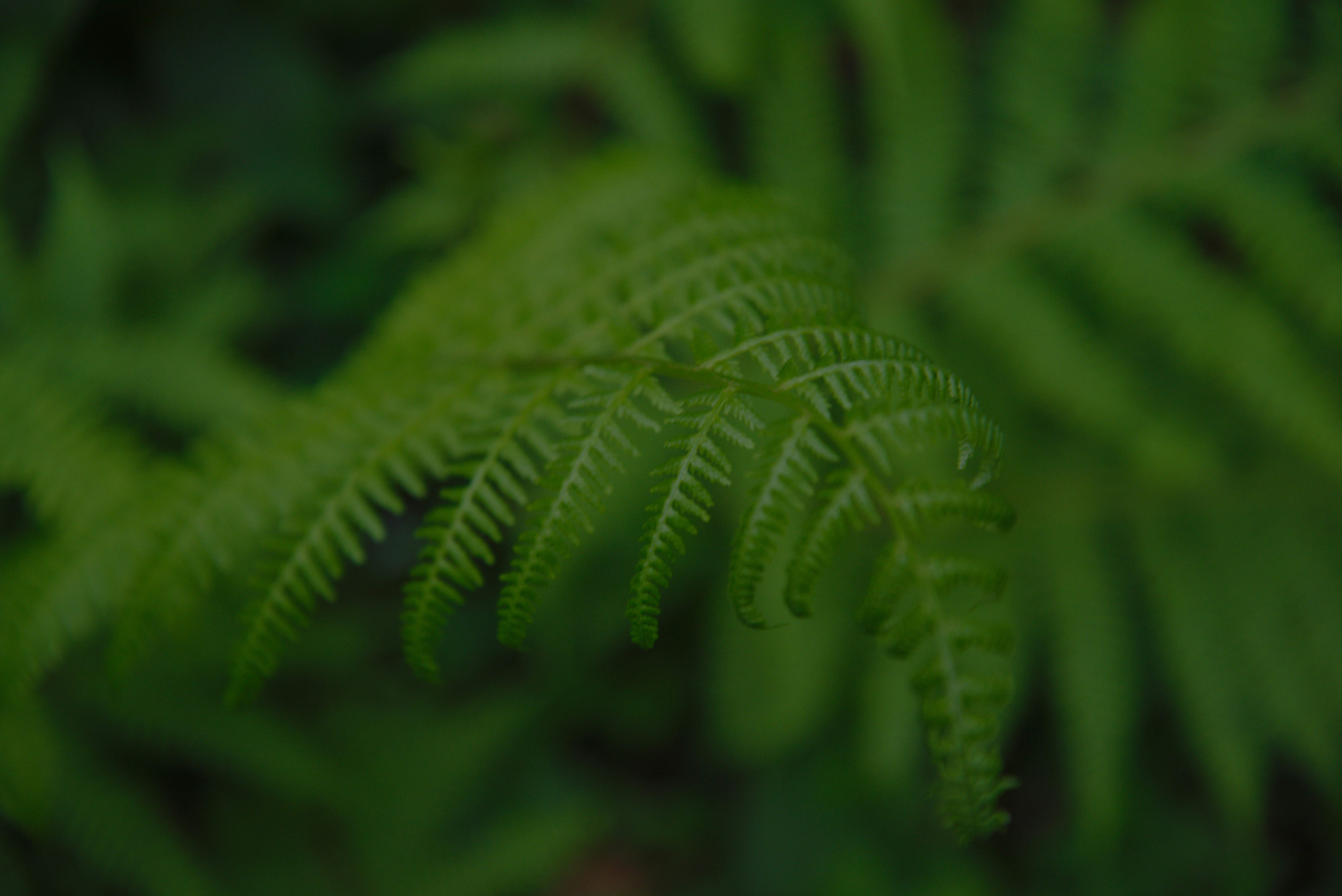 Green and Intelligent: How Sustainable and Smart Home Features Boost Property Value