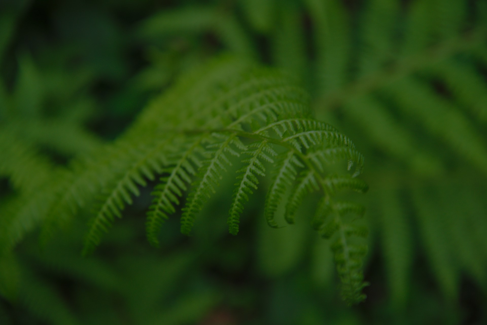 a close up of a green plant with lots of leaves