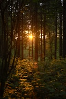 the sun is shining through the trees in the forest