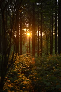 the sun is shining through the trees in the forest