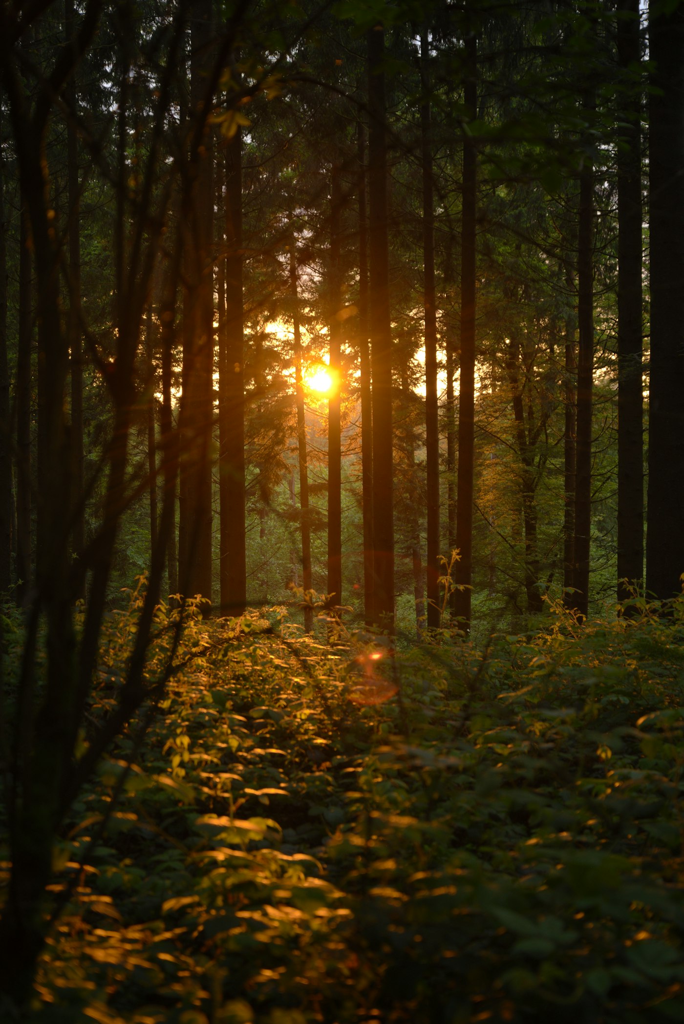 Lumière traversant une forêt, symbole d'énergie retrouvée après un bilan émanoscope