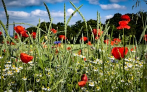 a field full of red and white flowers
