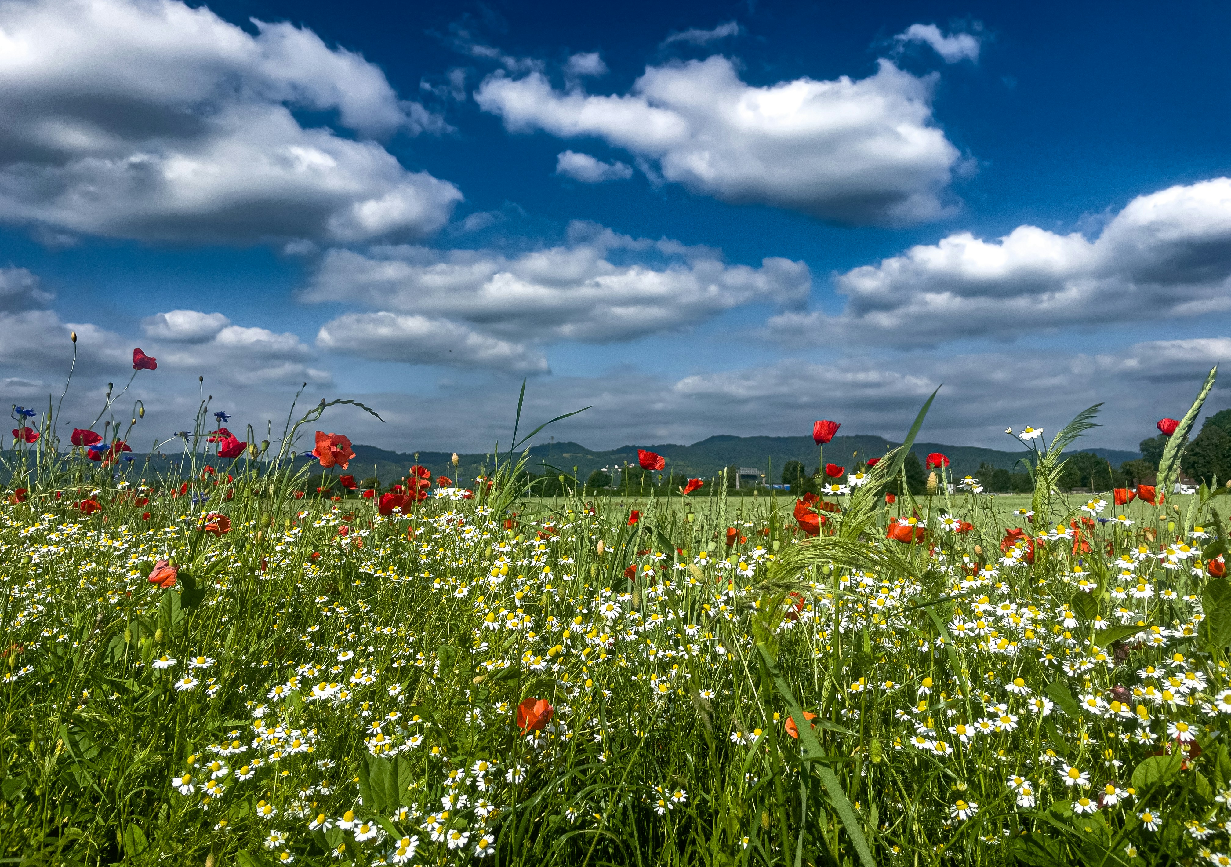 Photo by hdbernd