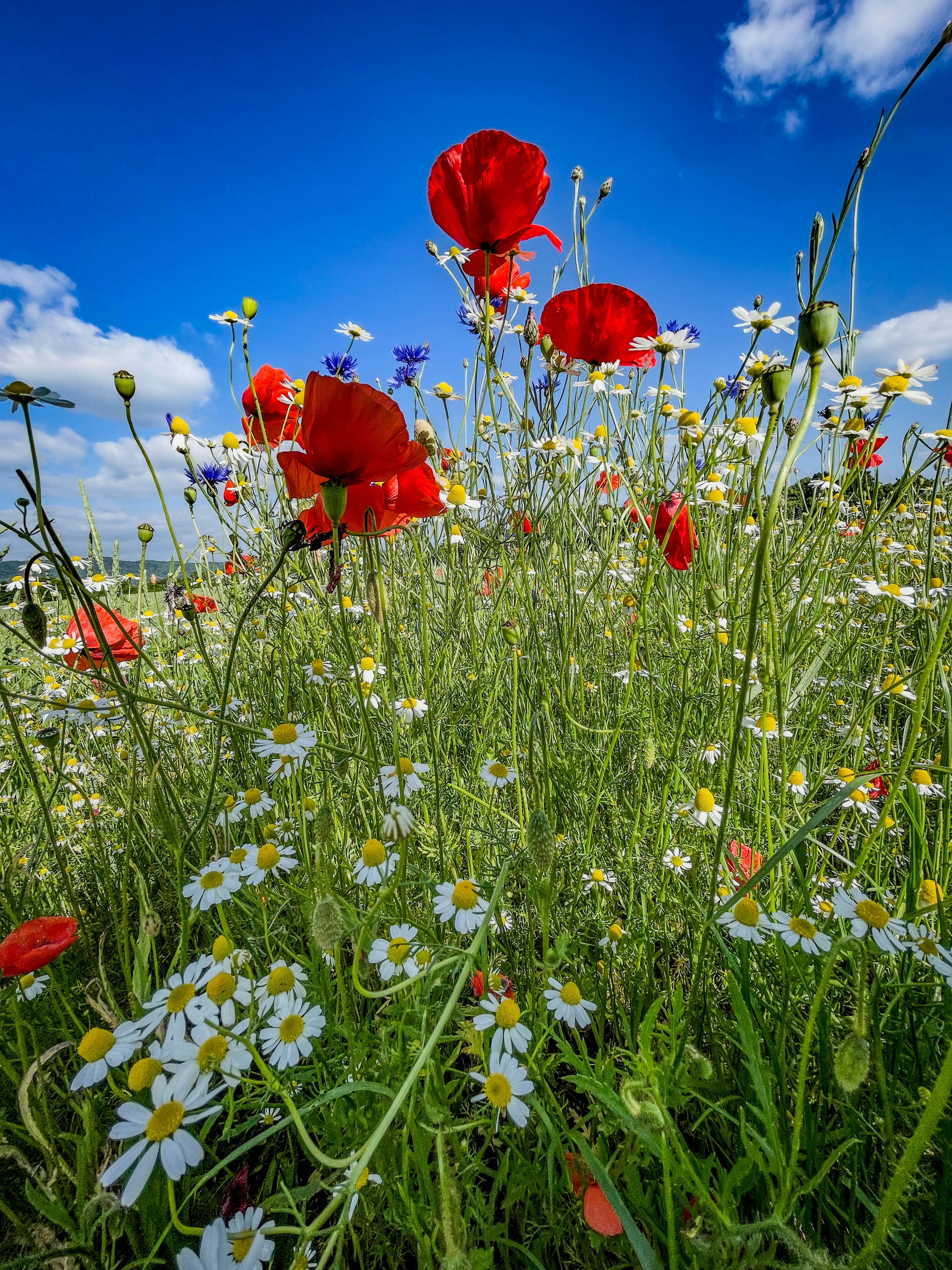 Ein Feld mit Wildblumen und Gänseblümchen unter blauem Himmel