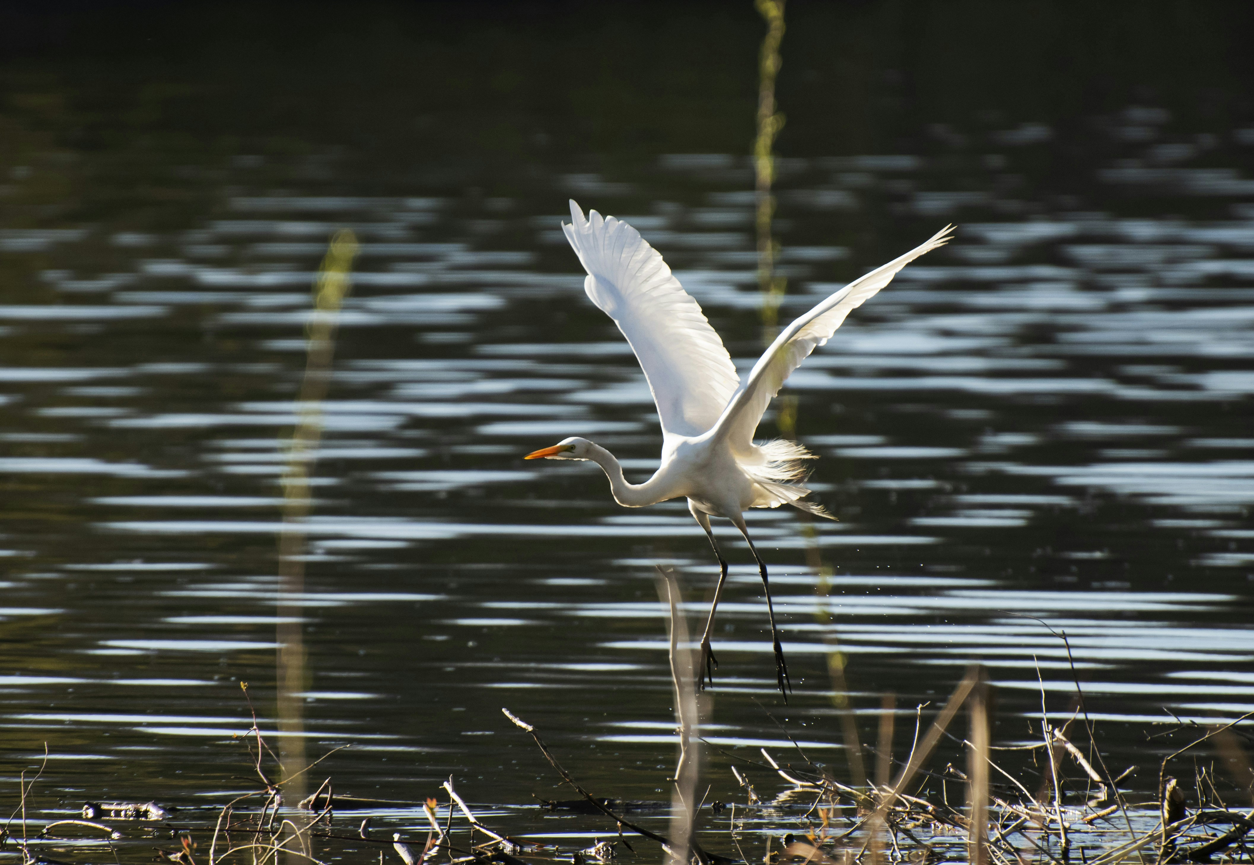 Photo by thenightafterfall