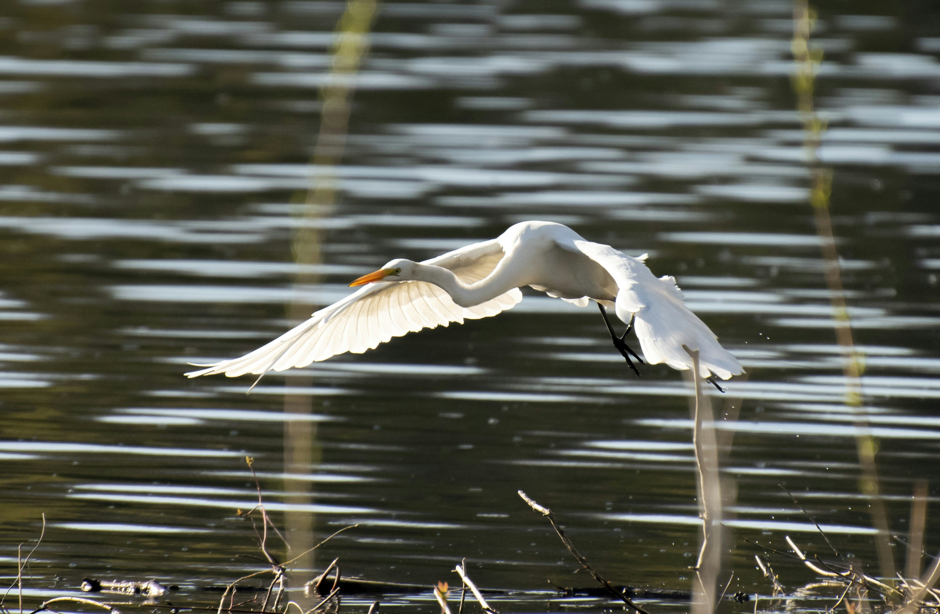 Photo by thenightafterfall