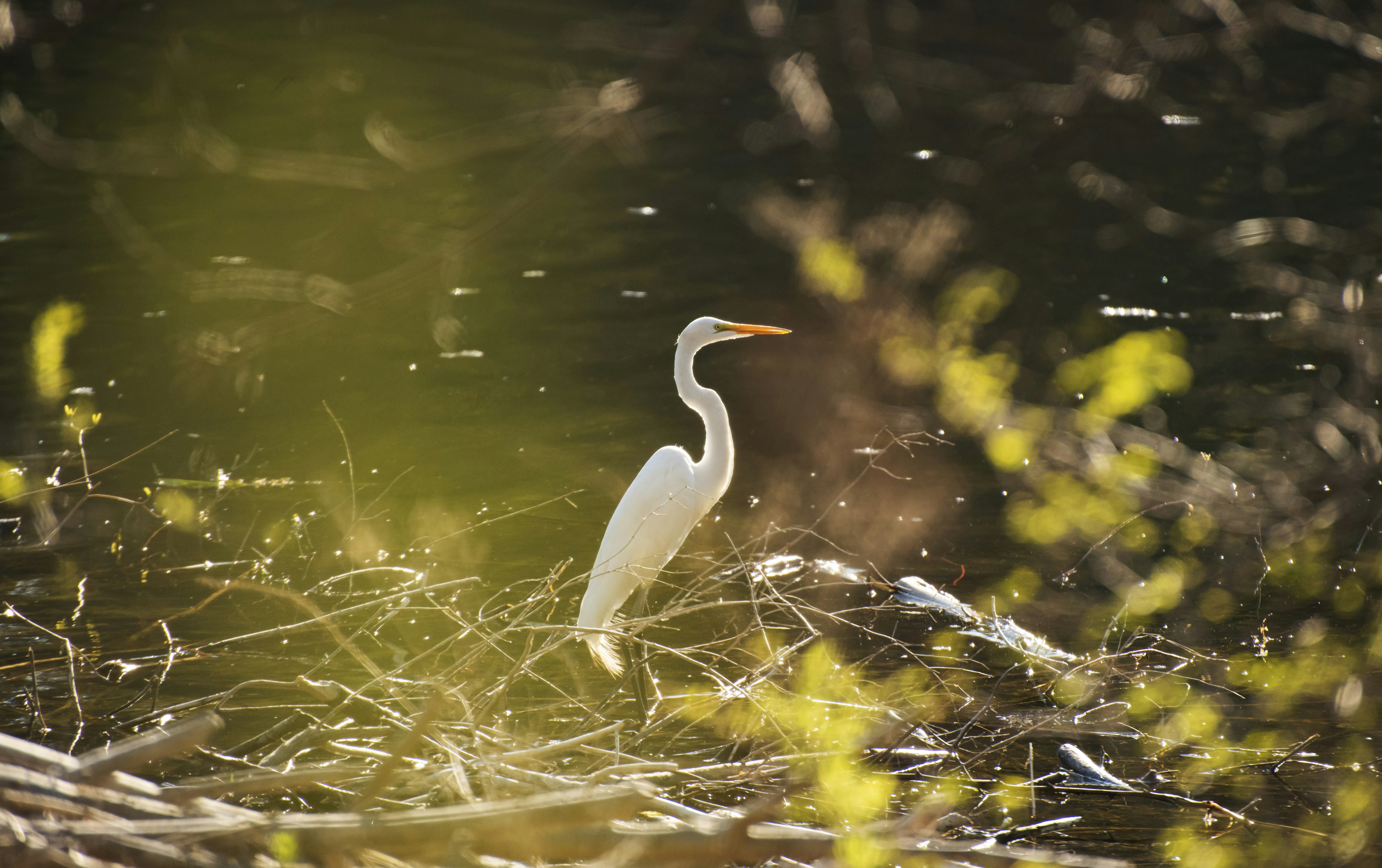 Photo by thenightafterfall