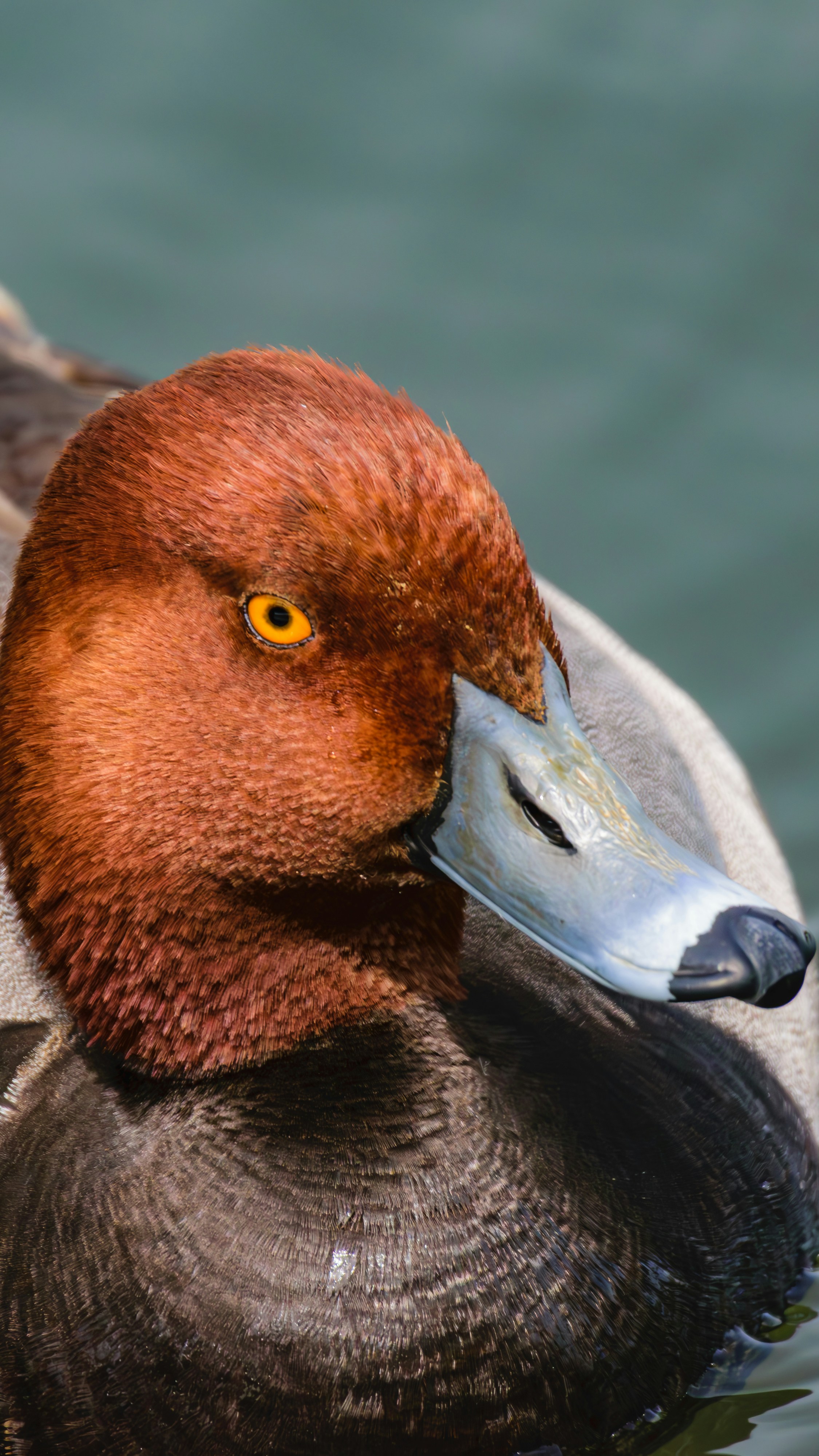 um close up de um pato na água