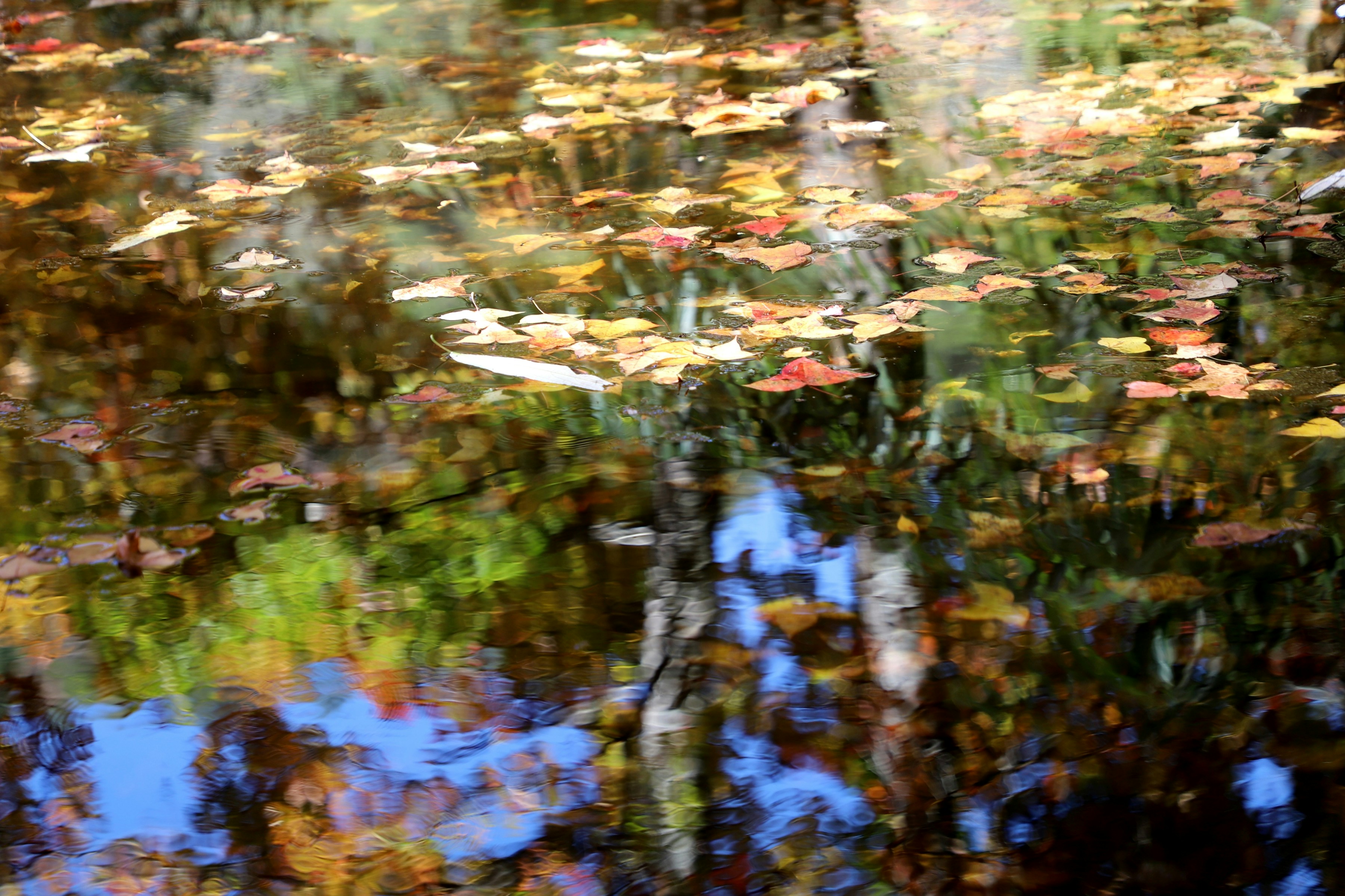 Photo by small_robert