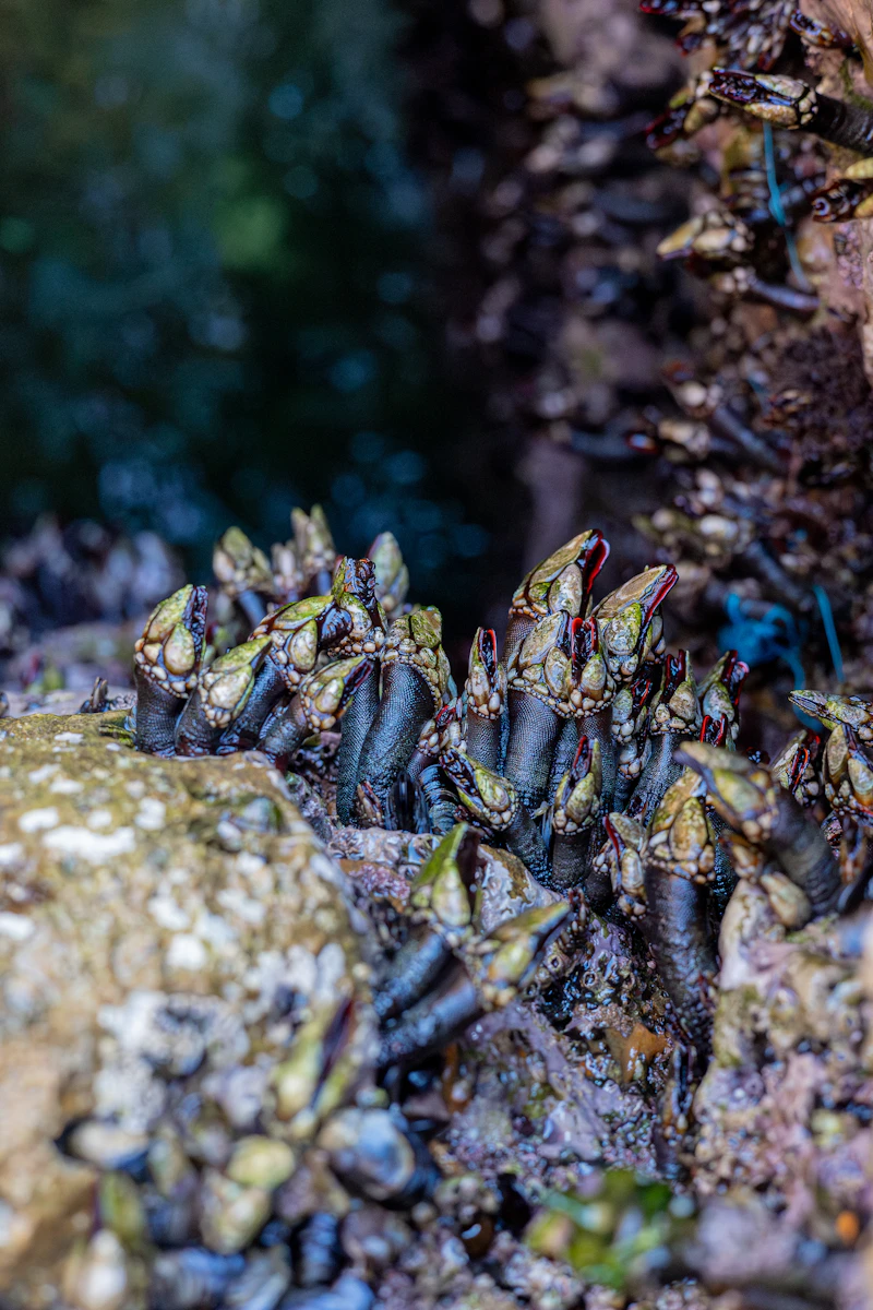Percebes al Natural