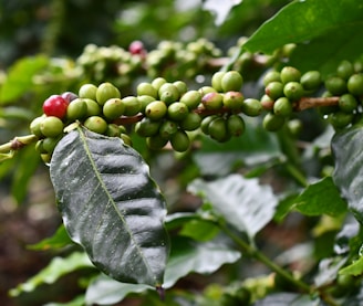 coffee beans are growing on a tree branch