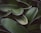 a close up of a green plant with lots of leaves