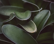 a close up of a green plant with lots of leaves