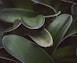 a close up of a green plant with lots of leaves