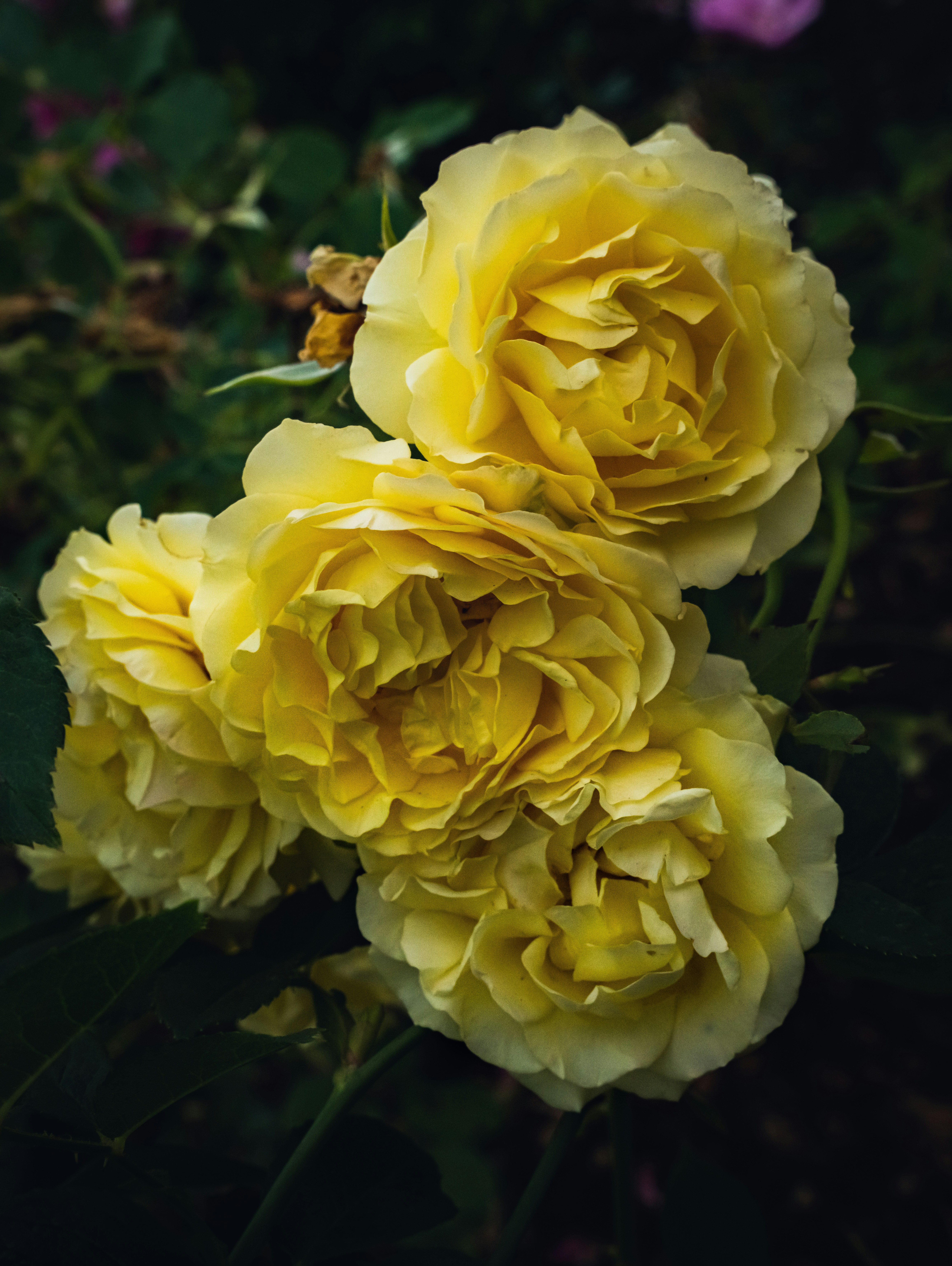 a close up of a bunch of yellow flowers