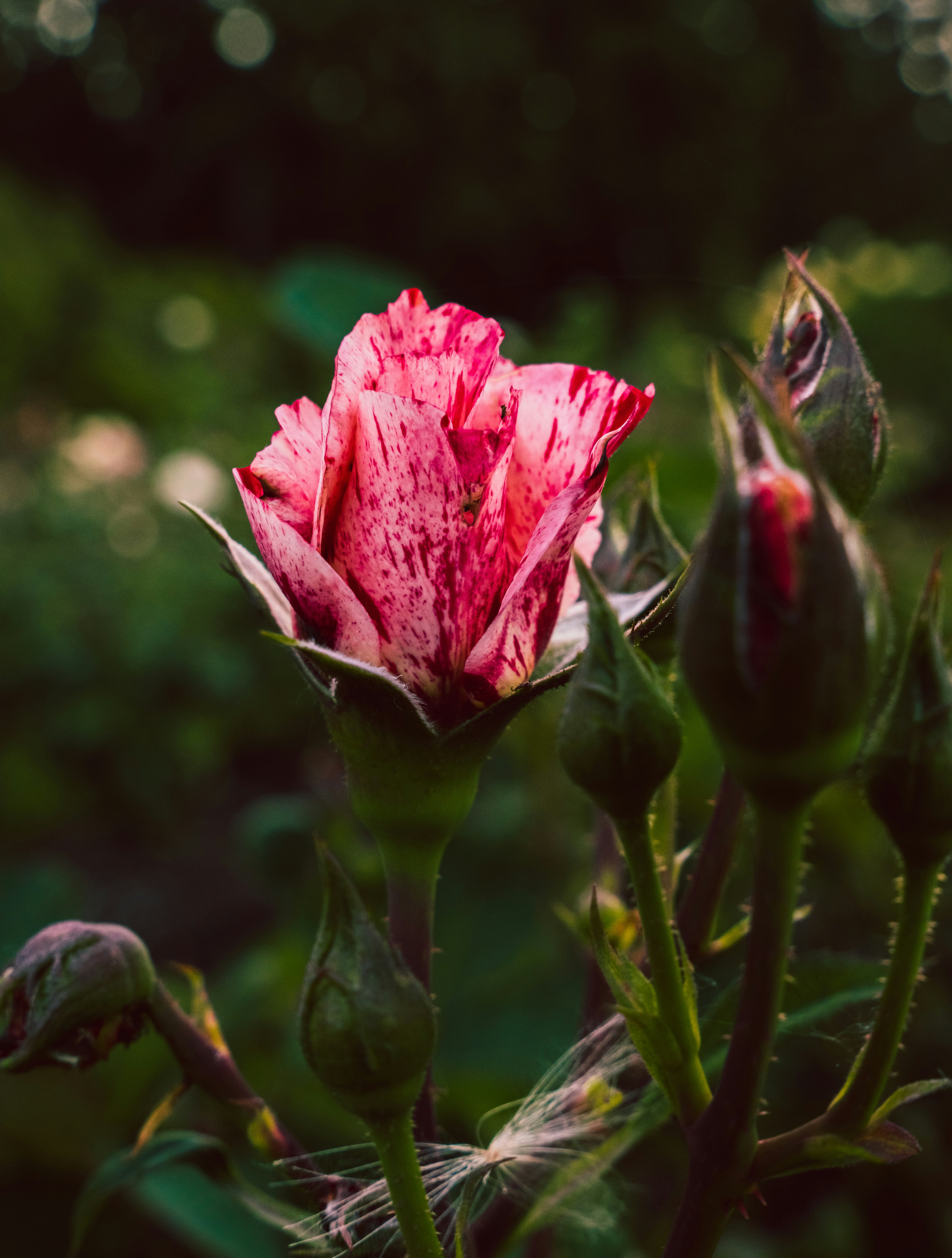 a close up of a pink flower with a blurry background