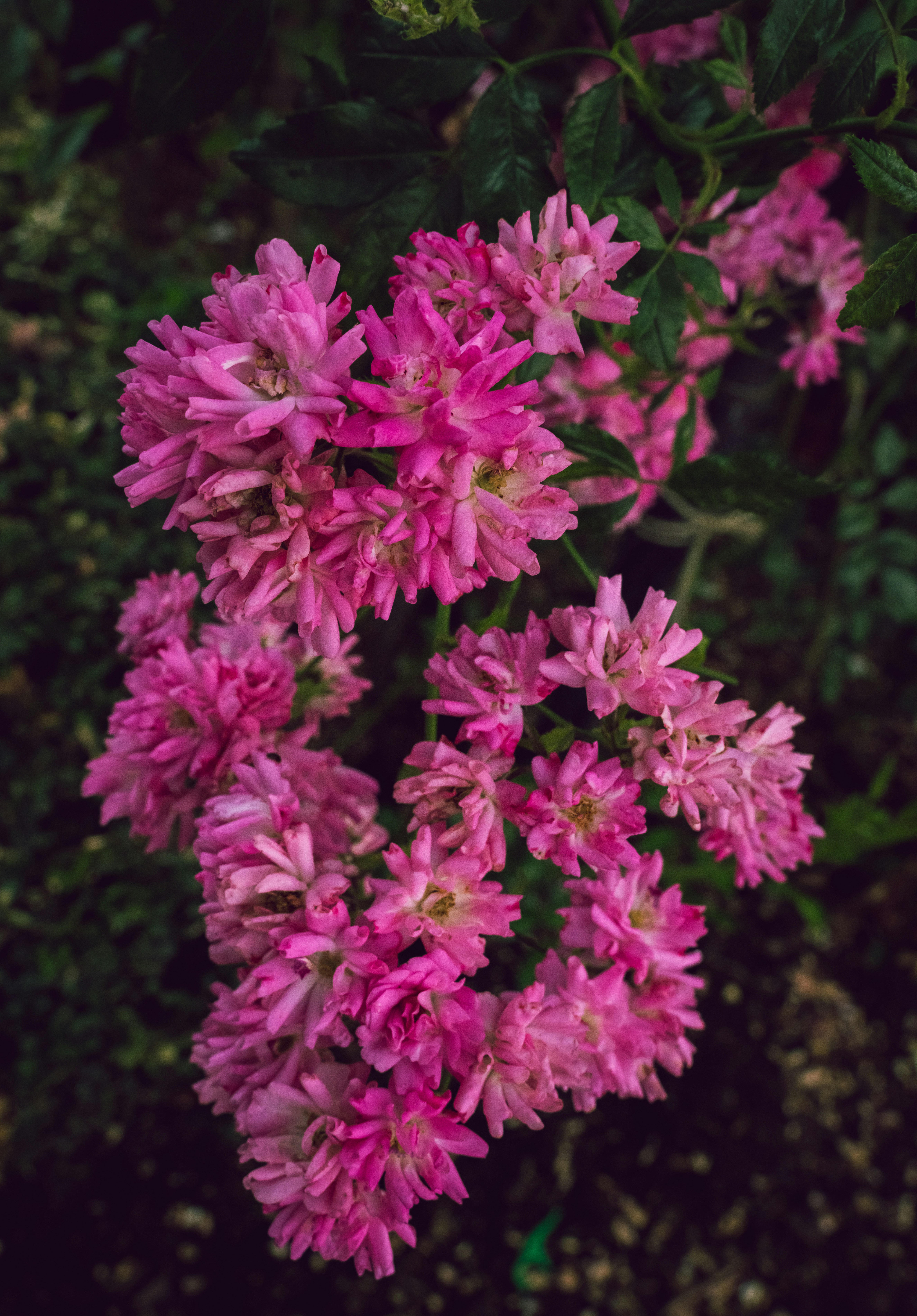 a bunch of pink flowers in a garden