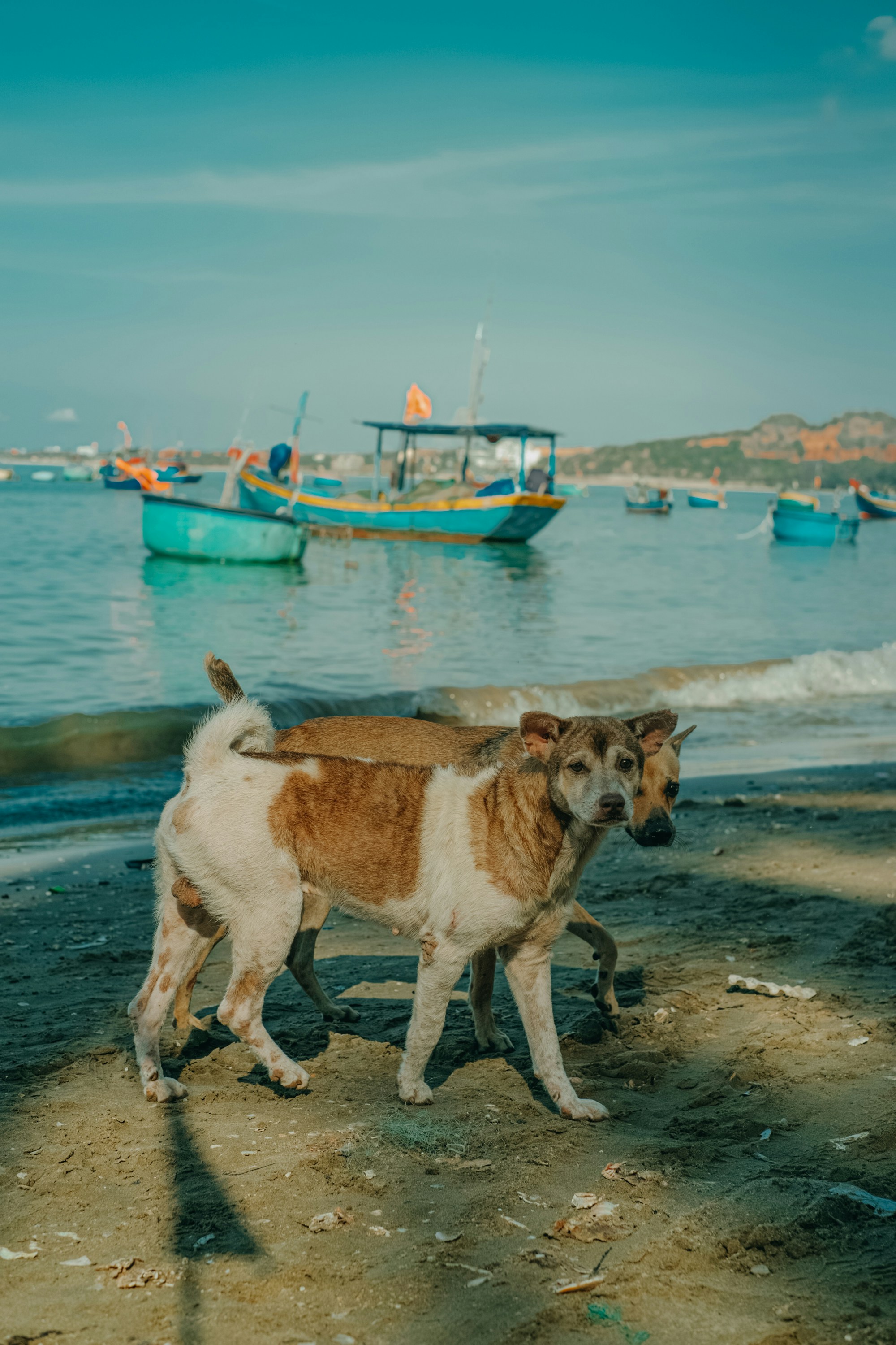 Photo by nguyentrungnguyen