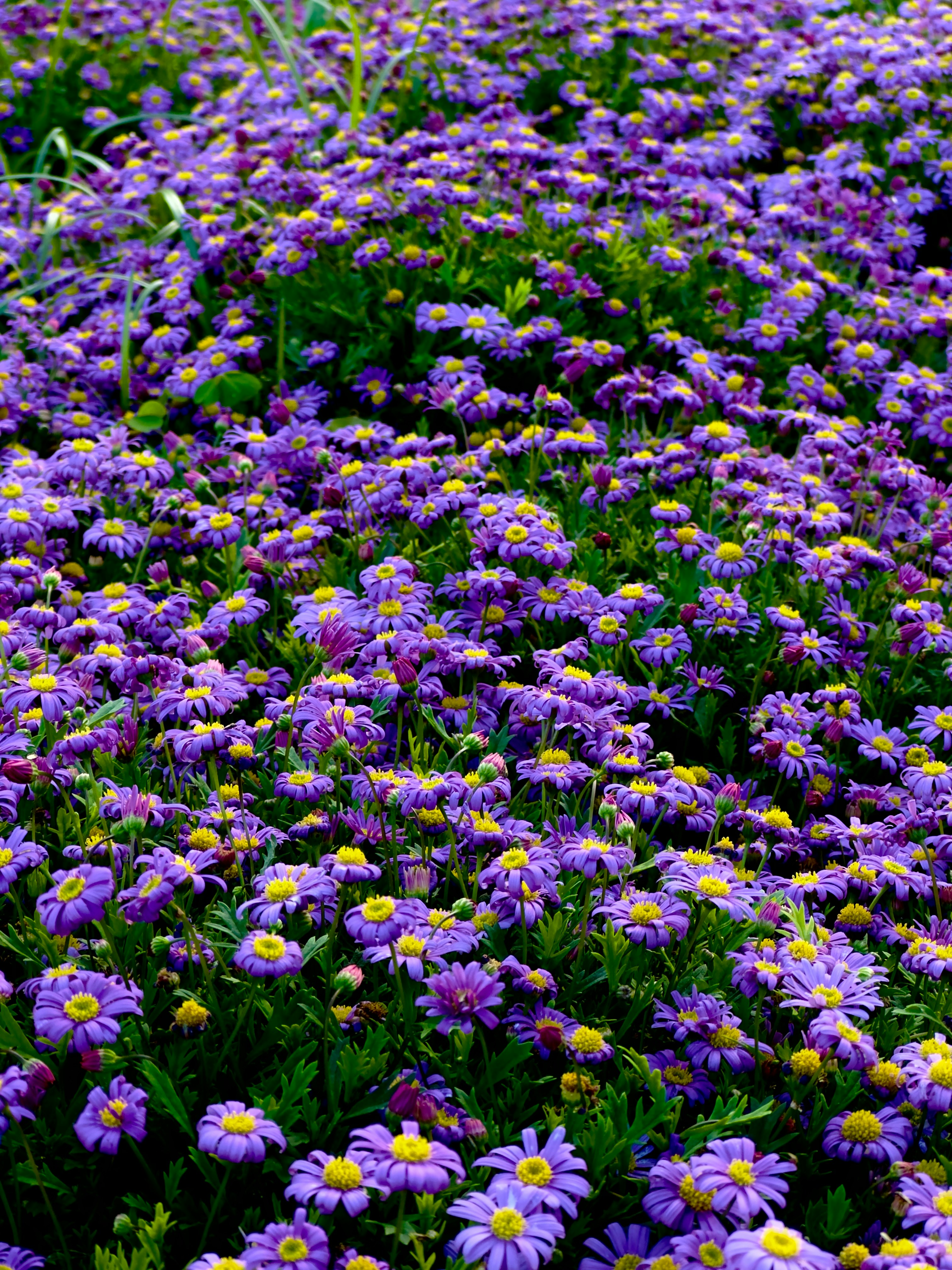 a field full of purple and yellow flowers