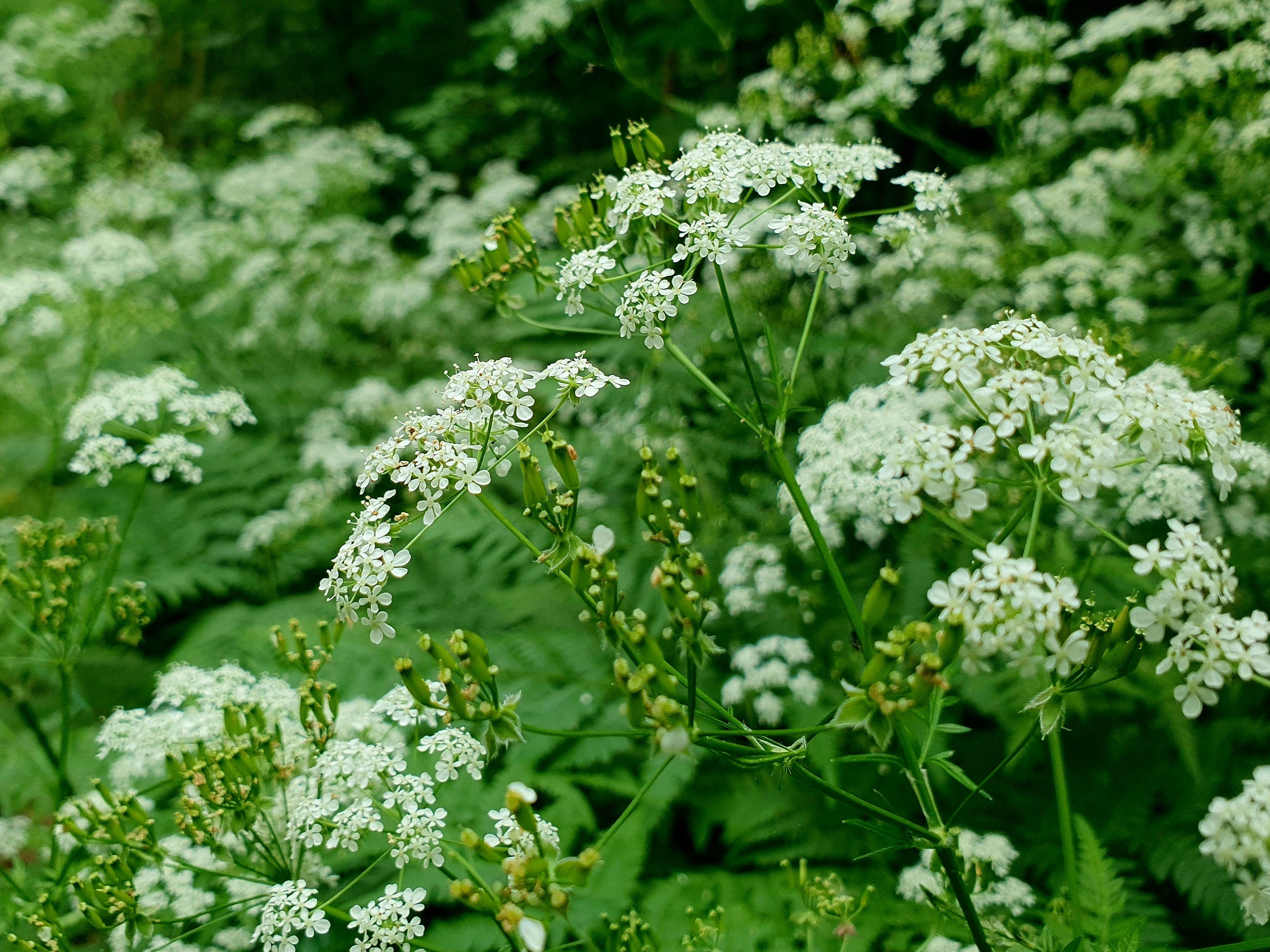 Photo by arcturiankimona