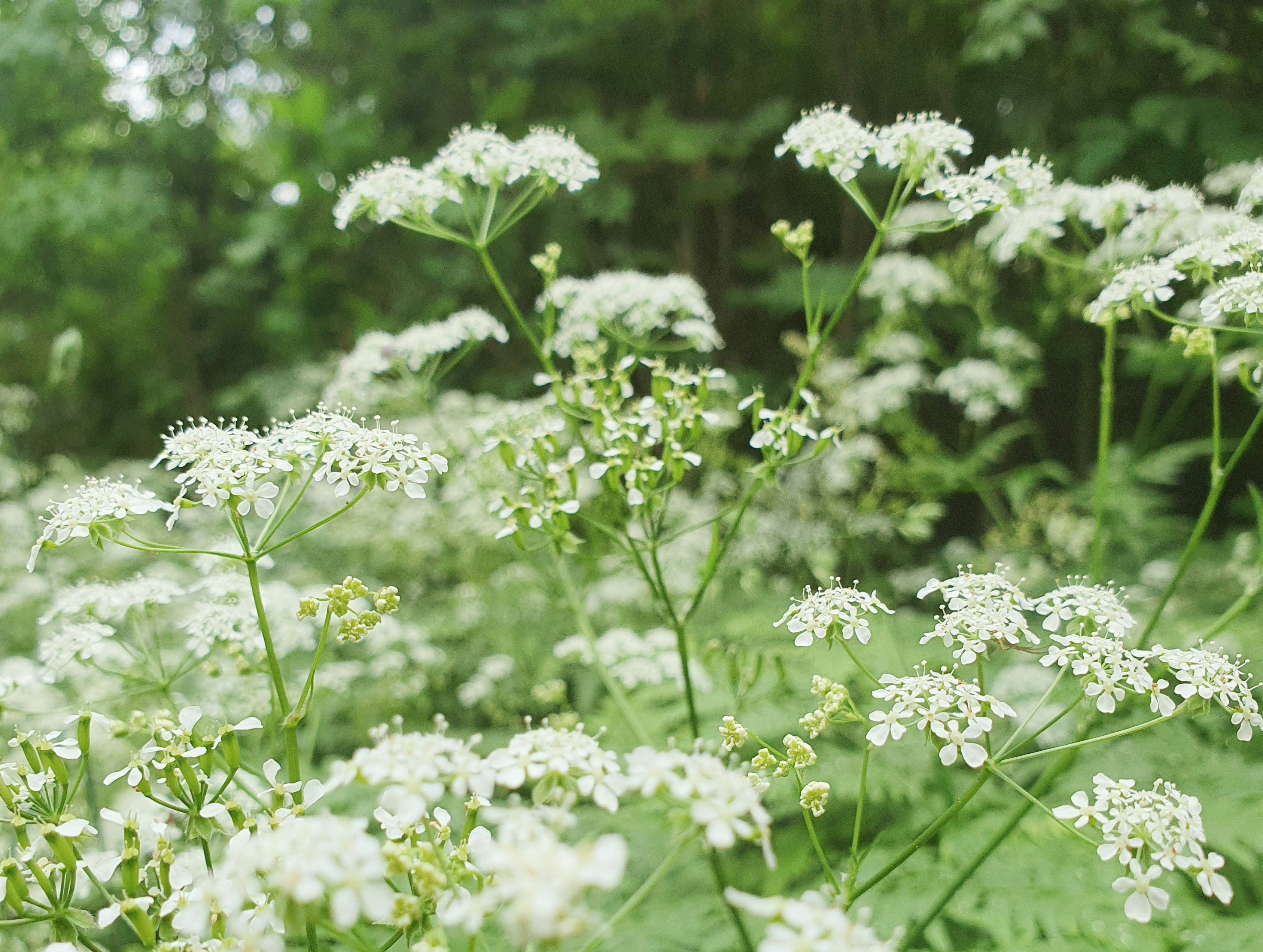 Photo by arcturiankimona