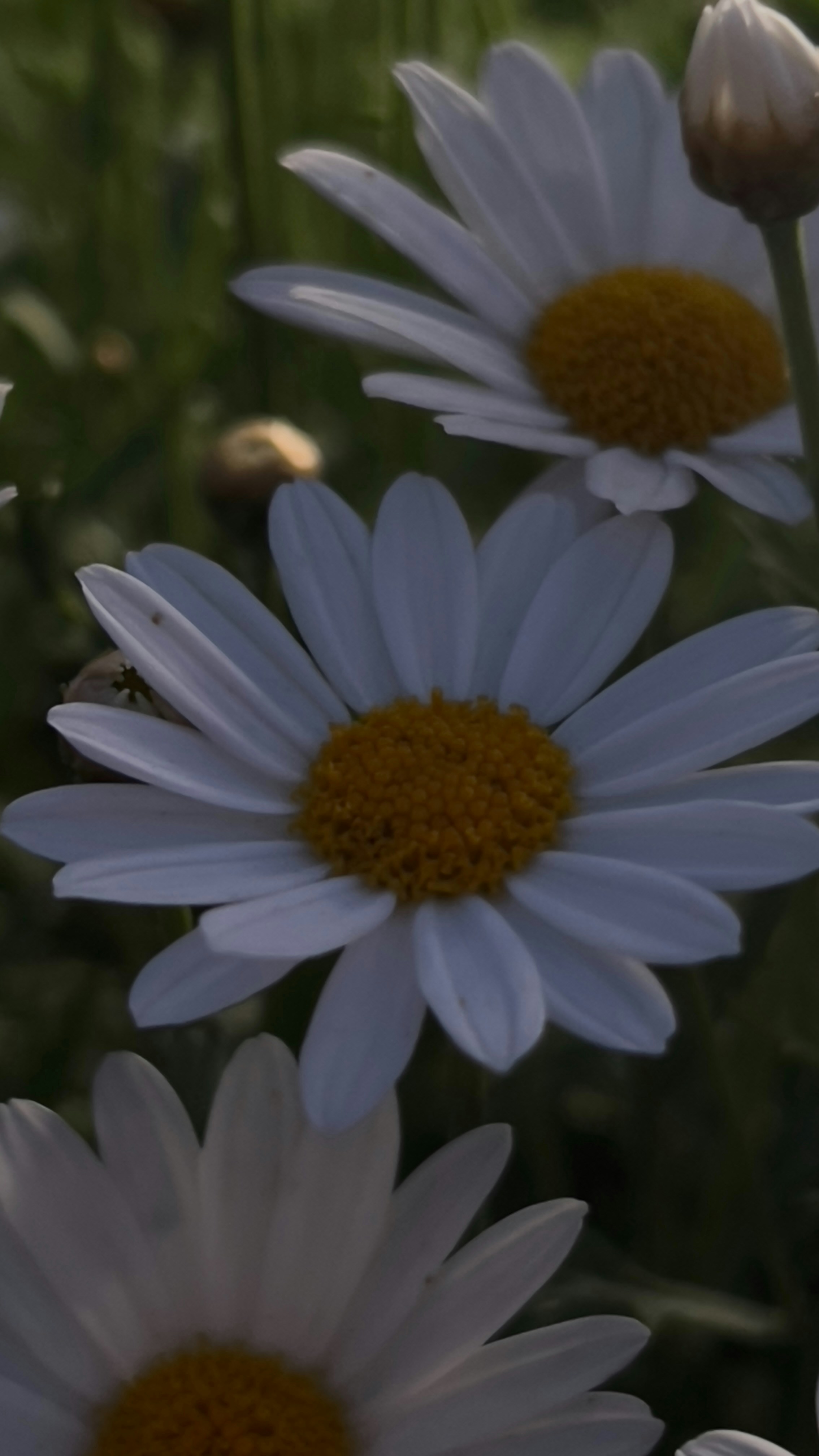 gros plan d’un bouquet de fleurs blanches