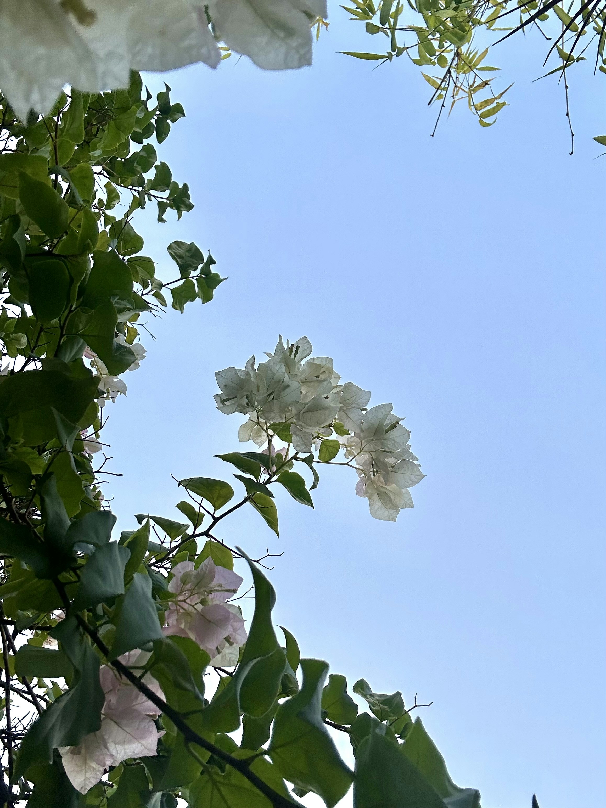 some white and pink flowers and green leaves