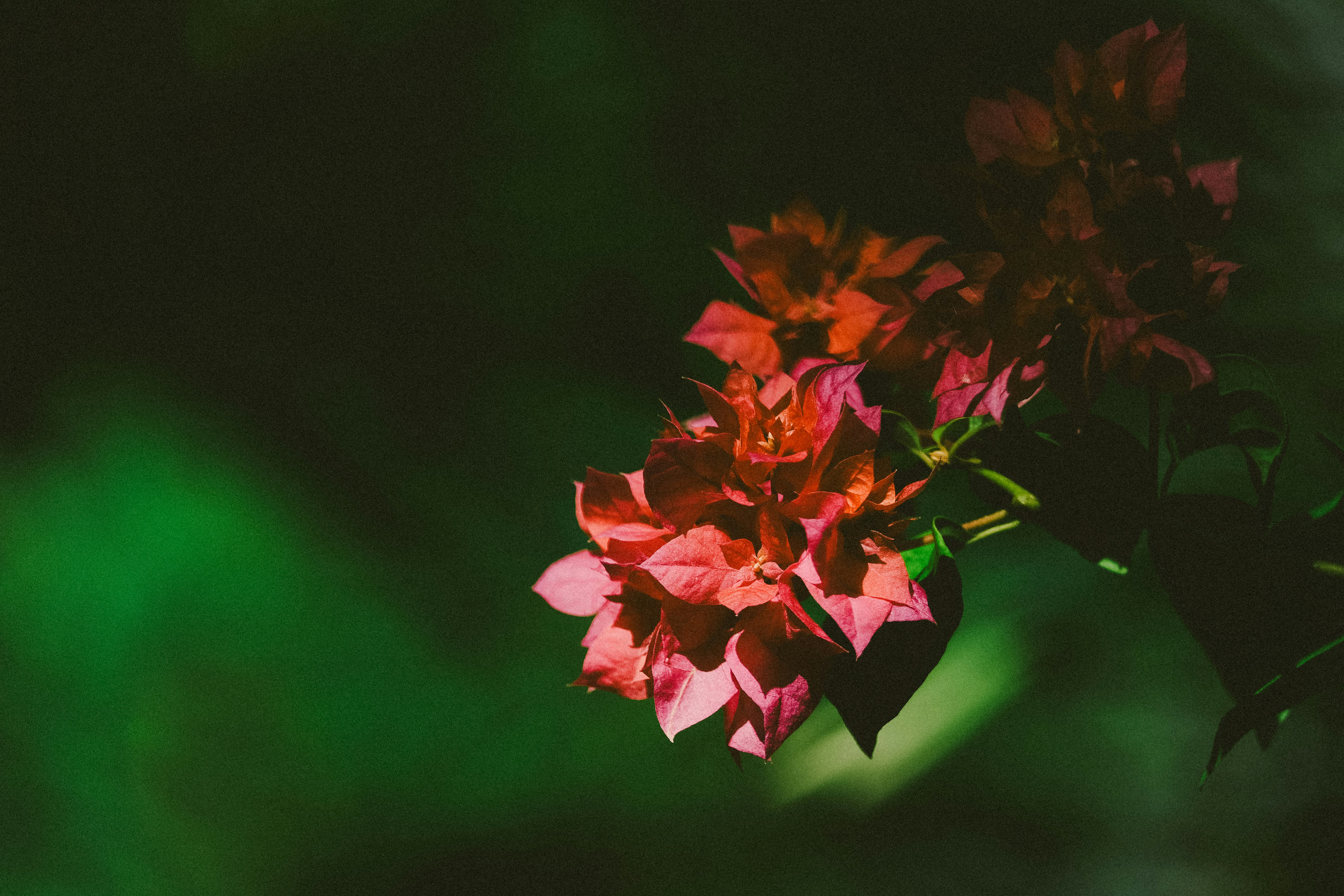 Photo by valeriiamiller