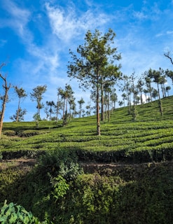 a lush green hillside covered in lots of trees