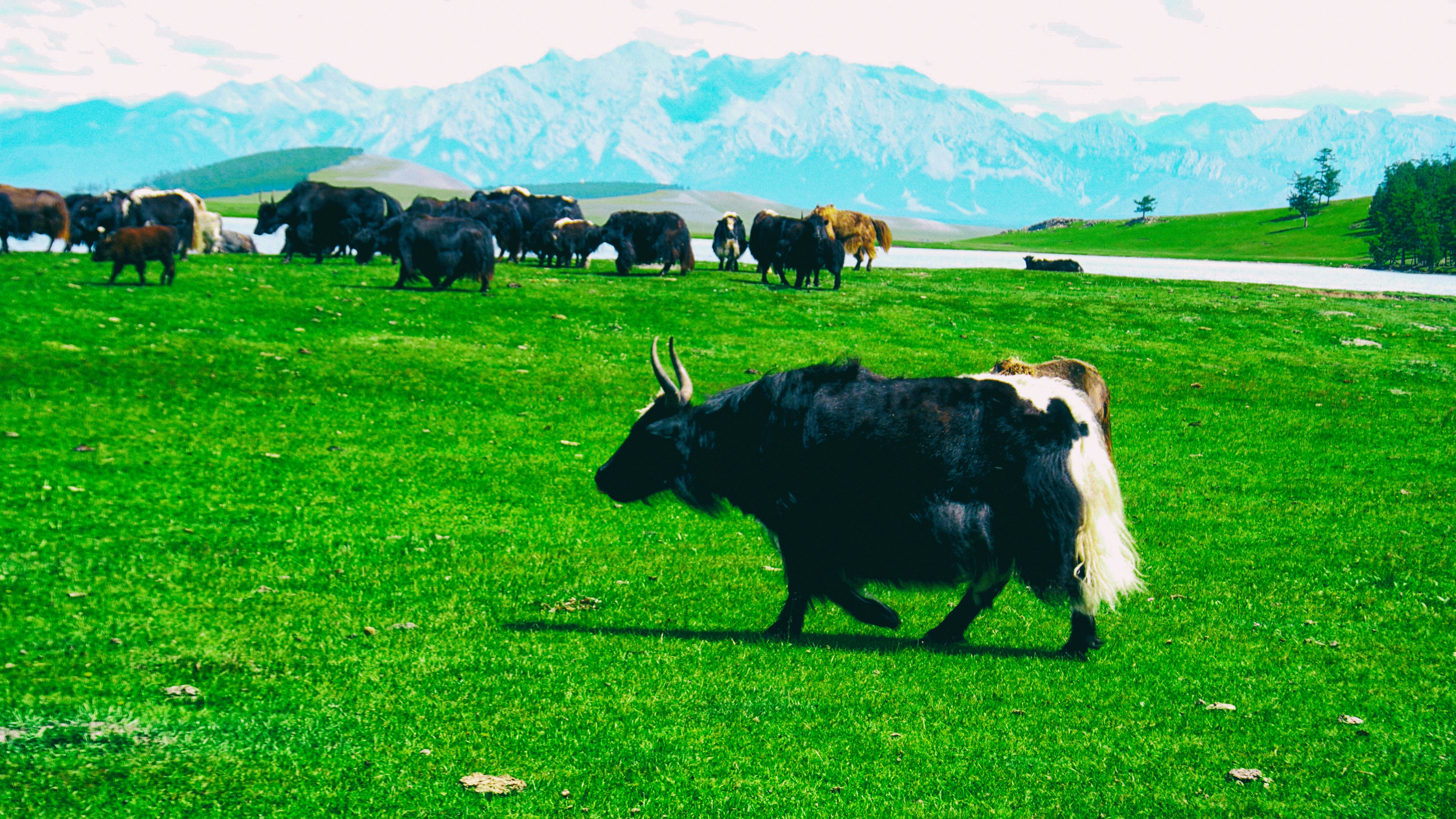 un troupeau de bétail marchant à travers un champ verdoyant