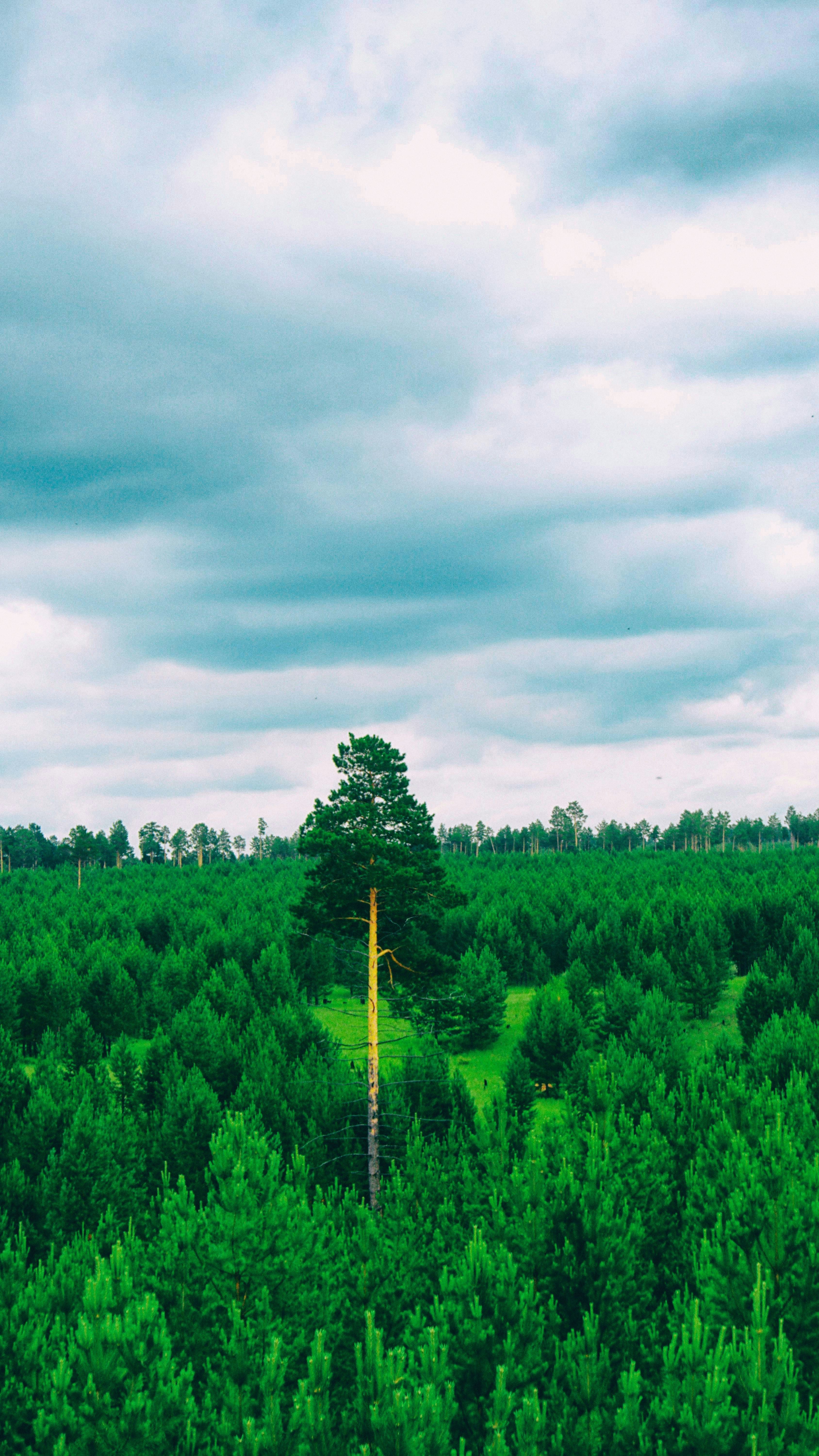 un champ vert avec un arbre solitaire au milieu
