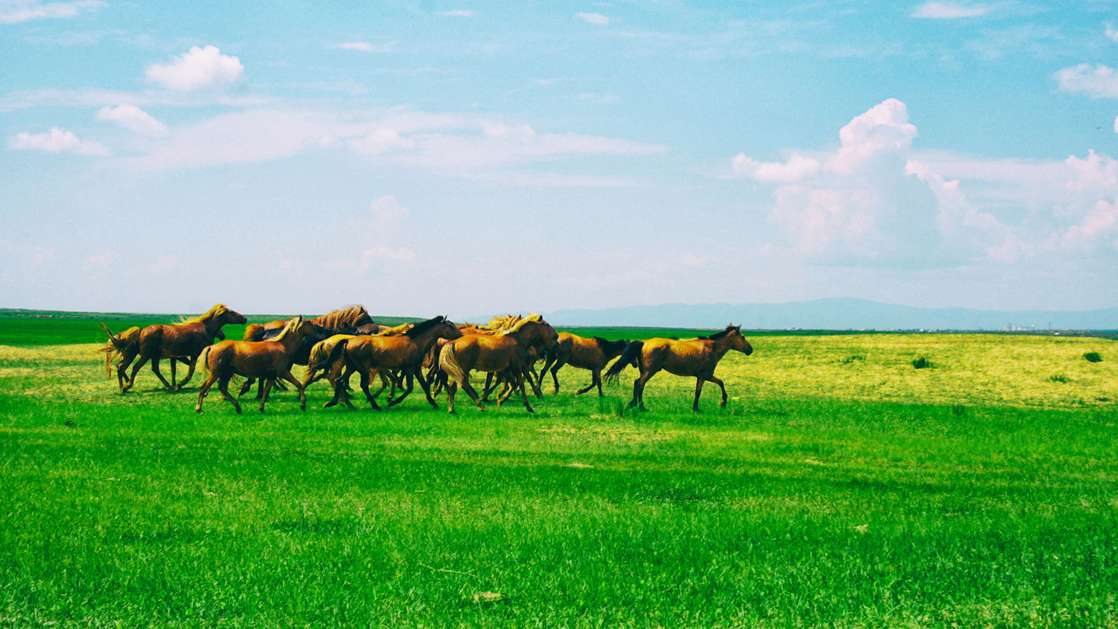 Horses running across the green Mongolian steppe