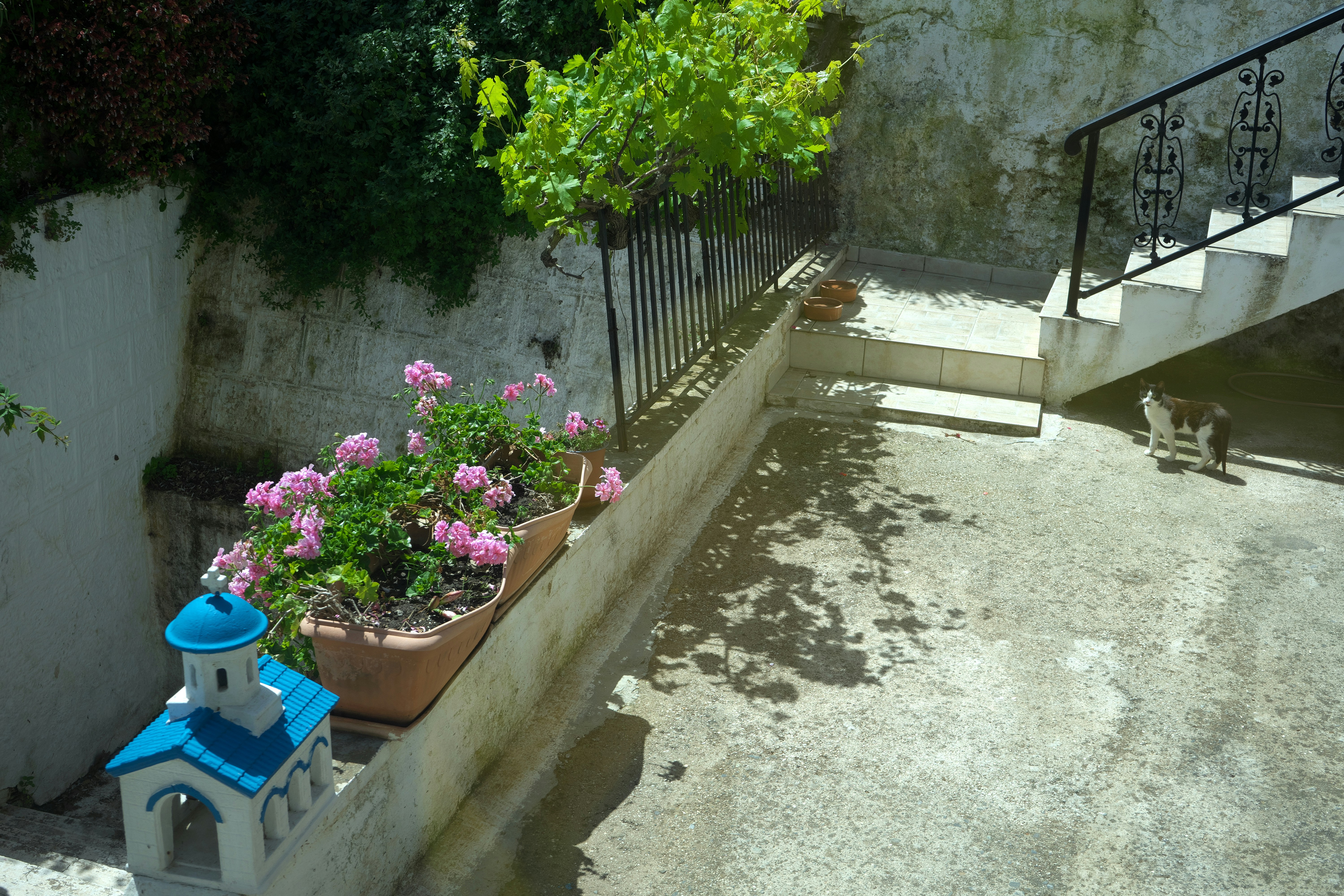 un chat assis sur les marches à côté d’un pot de fleurs