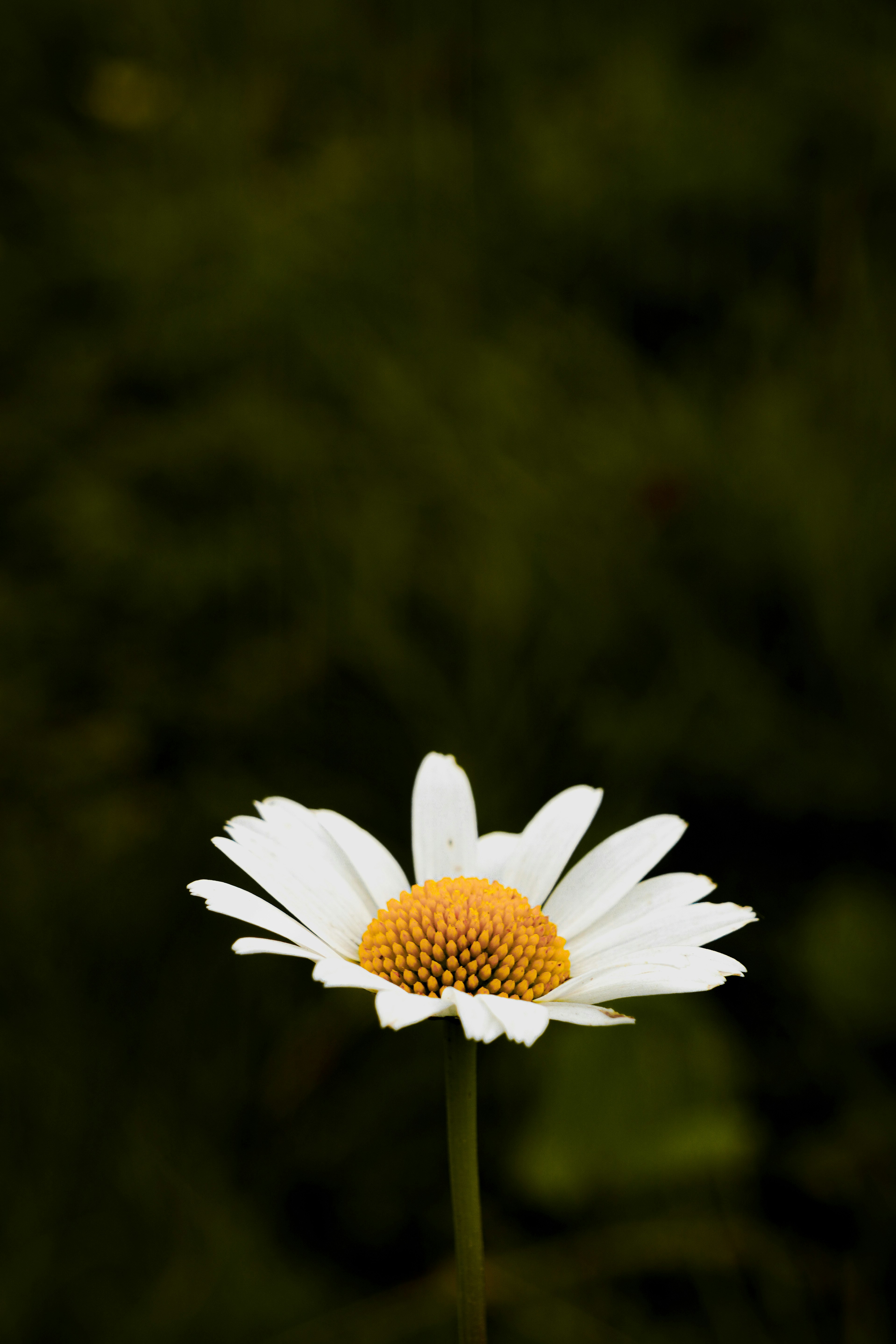a single white flower with a yellow center