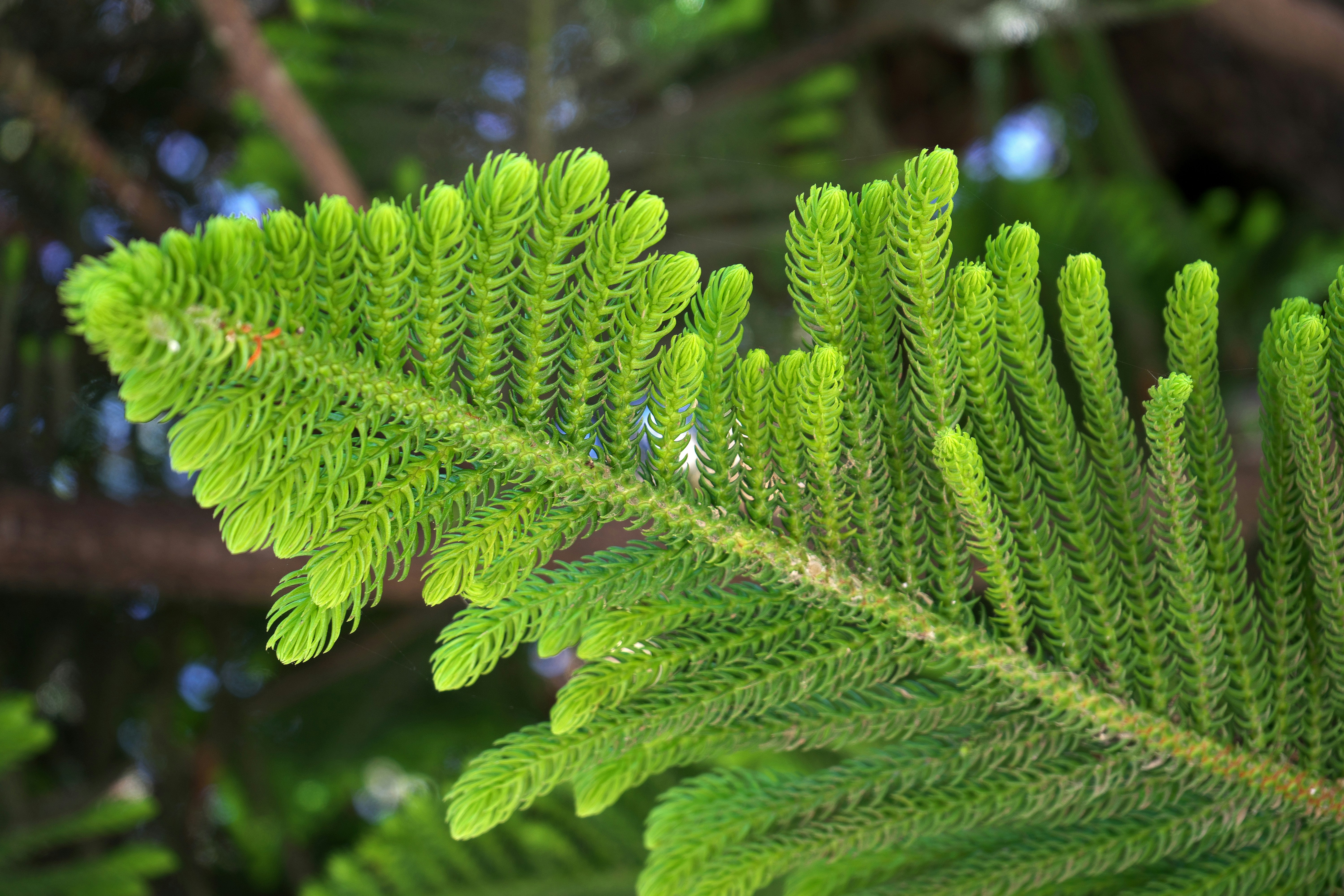 a close up of a green plant with lots of leaves