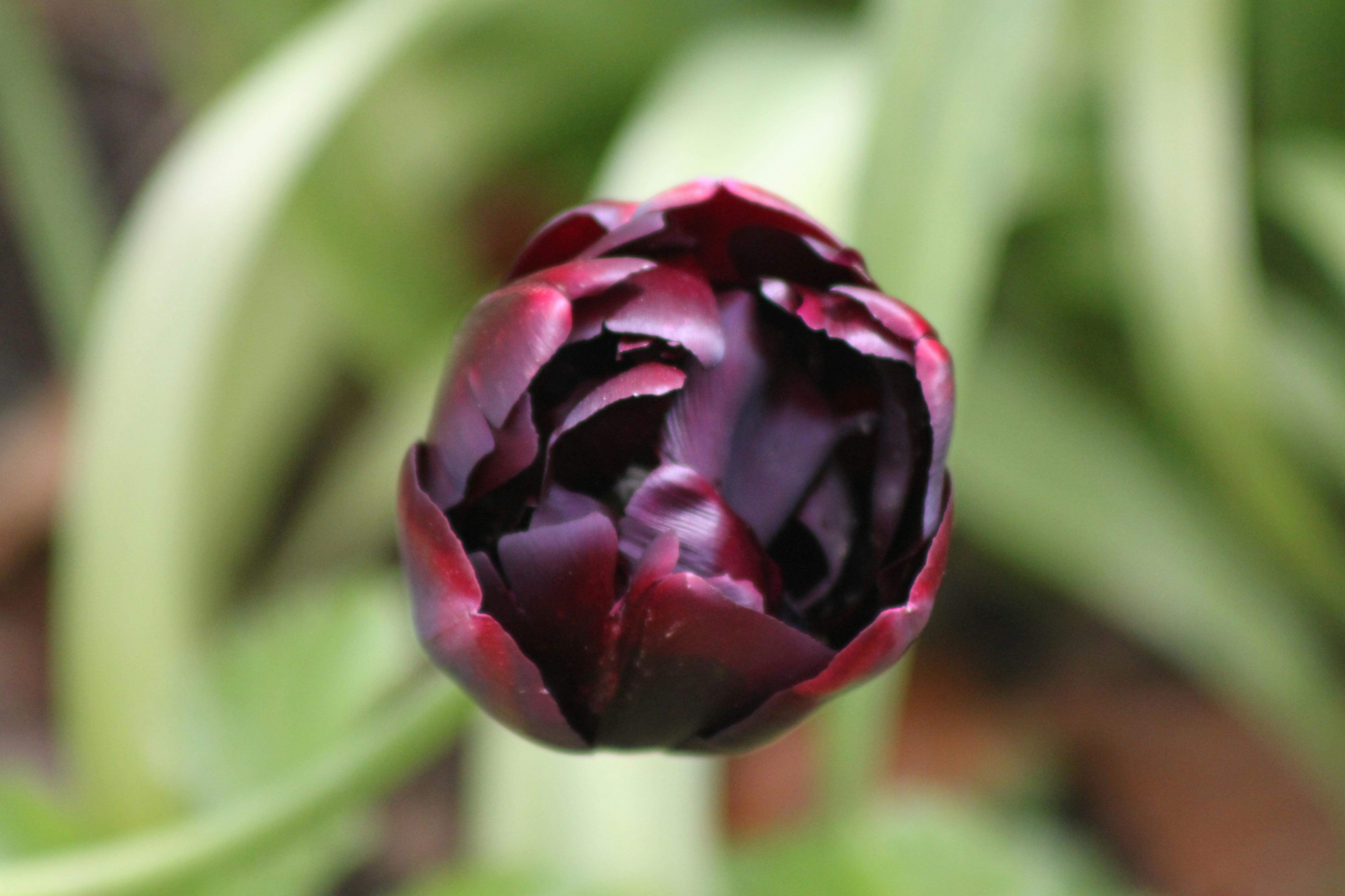 a close up of a flower with a blurry background