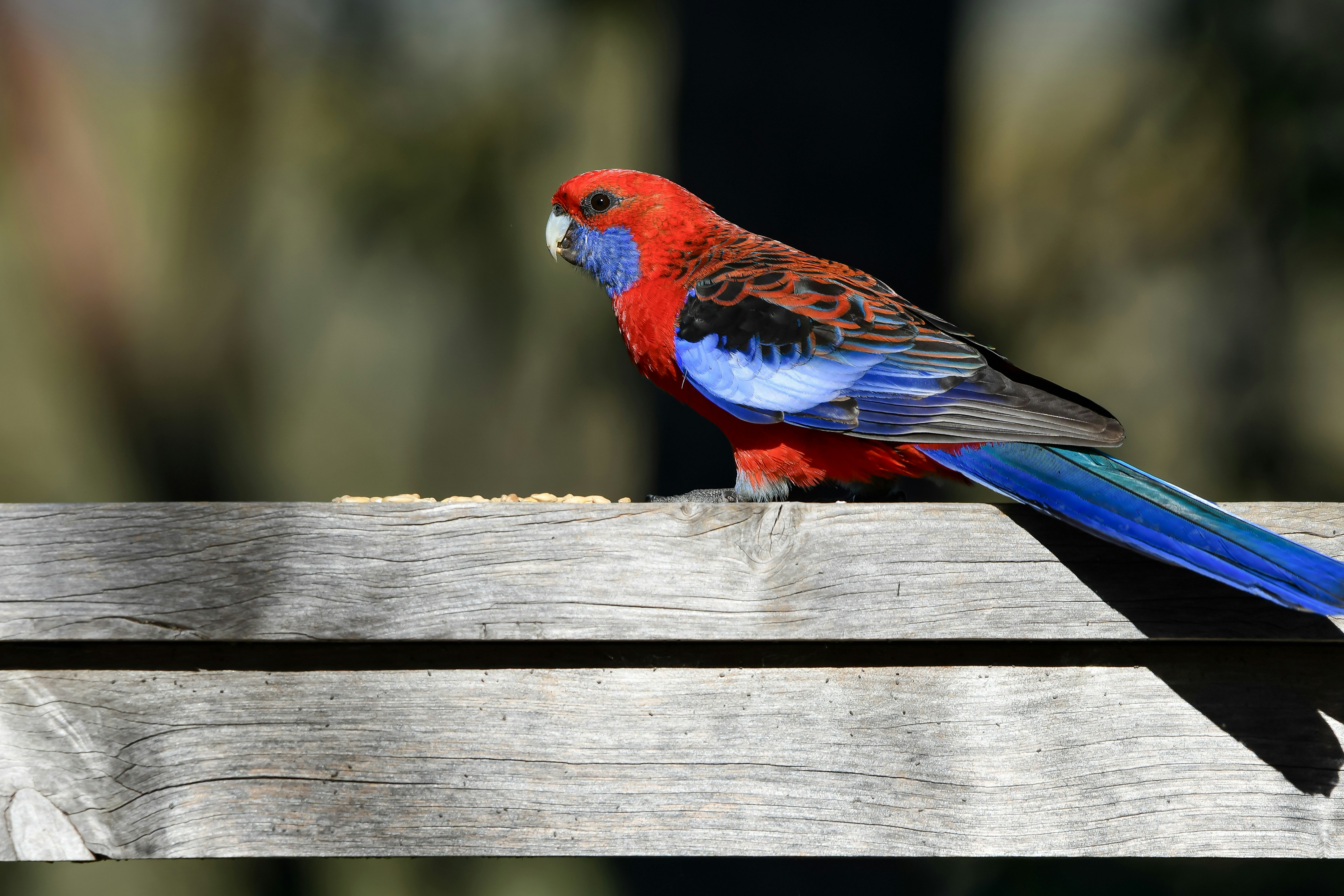 a colorful bird sitting on top of a wooden bench